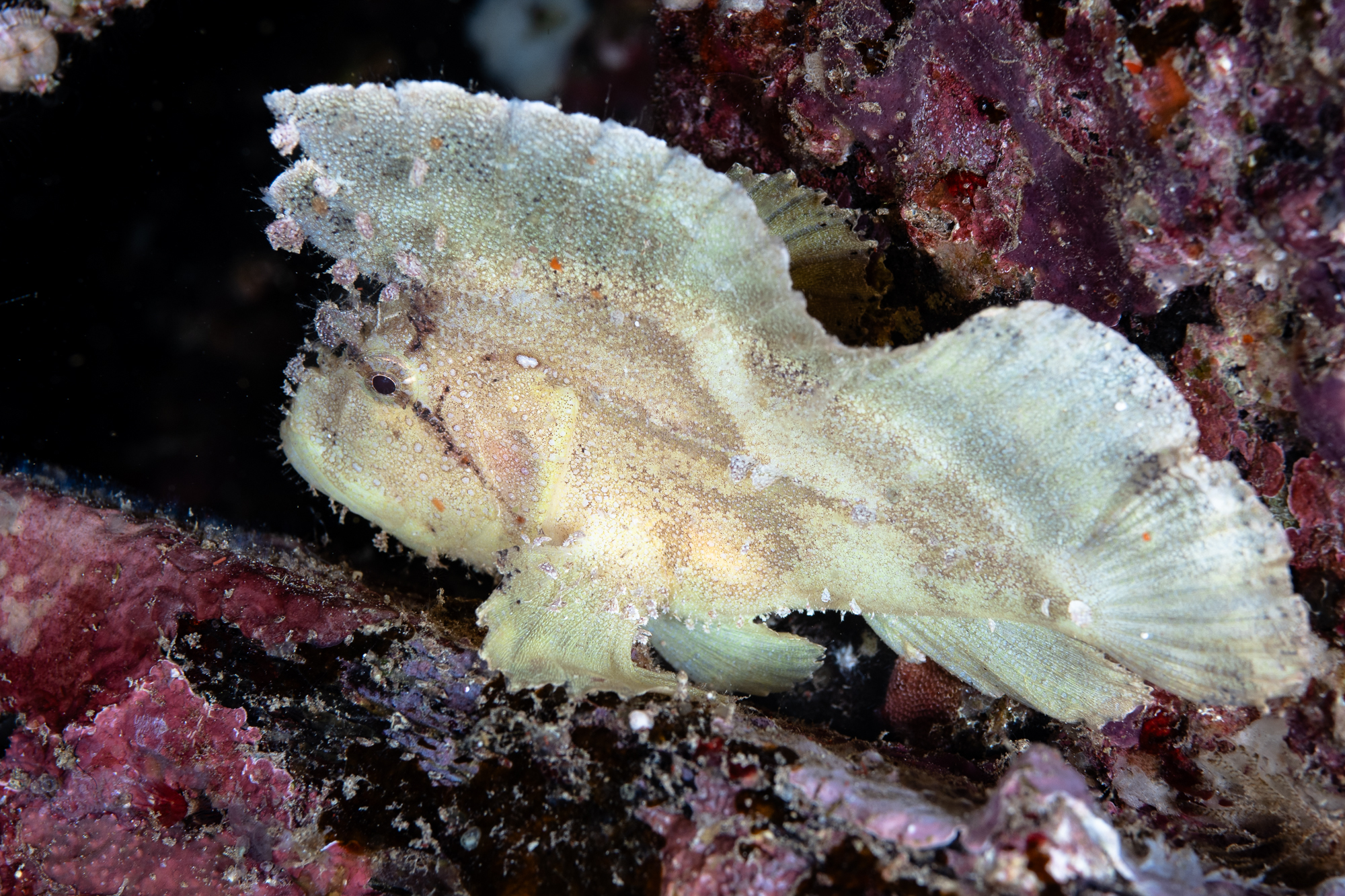 Leaf scorpionfish