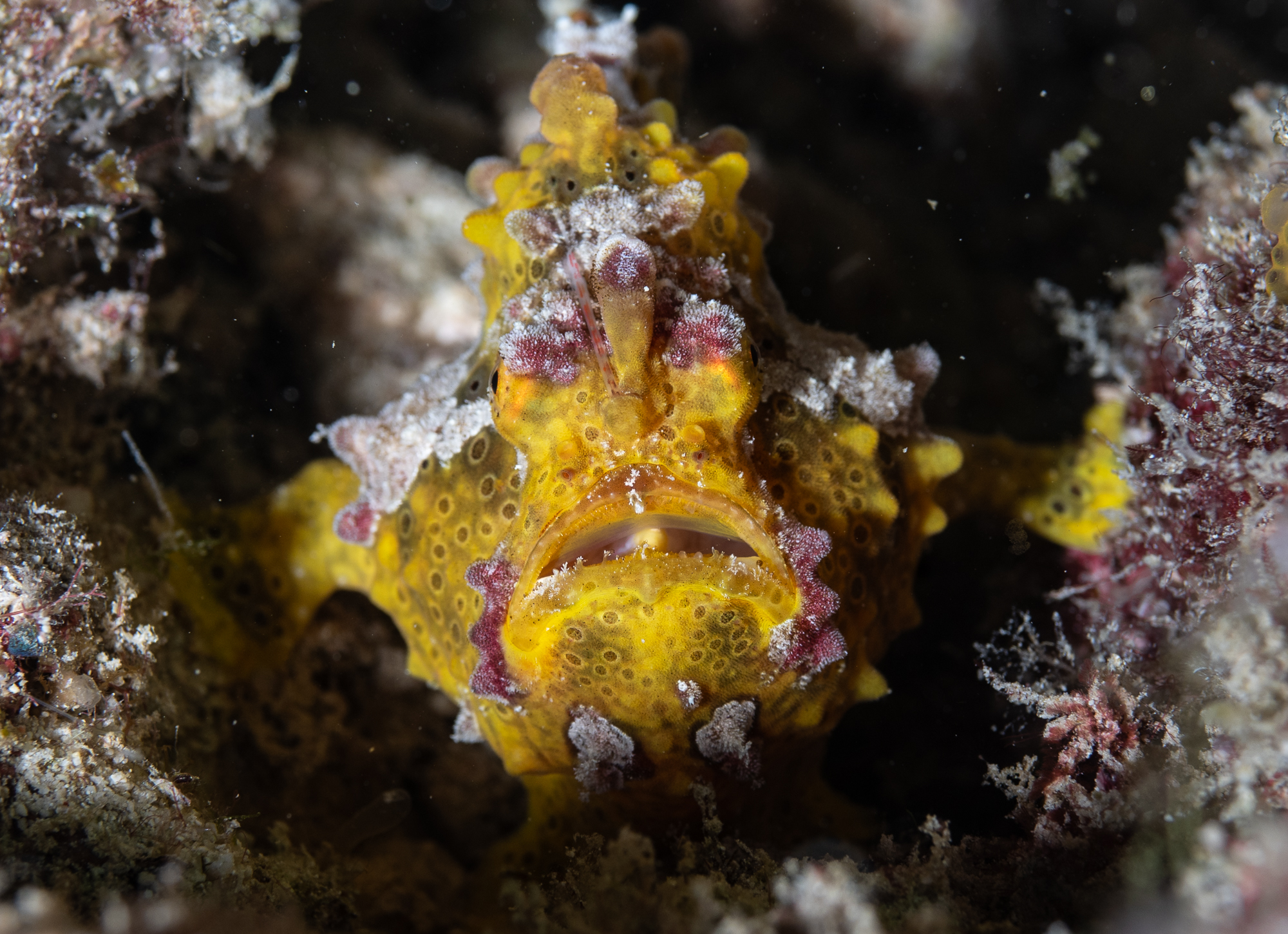 Frogfish