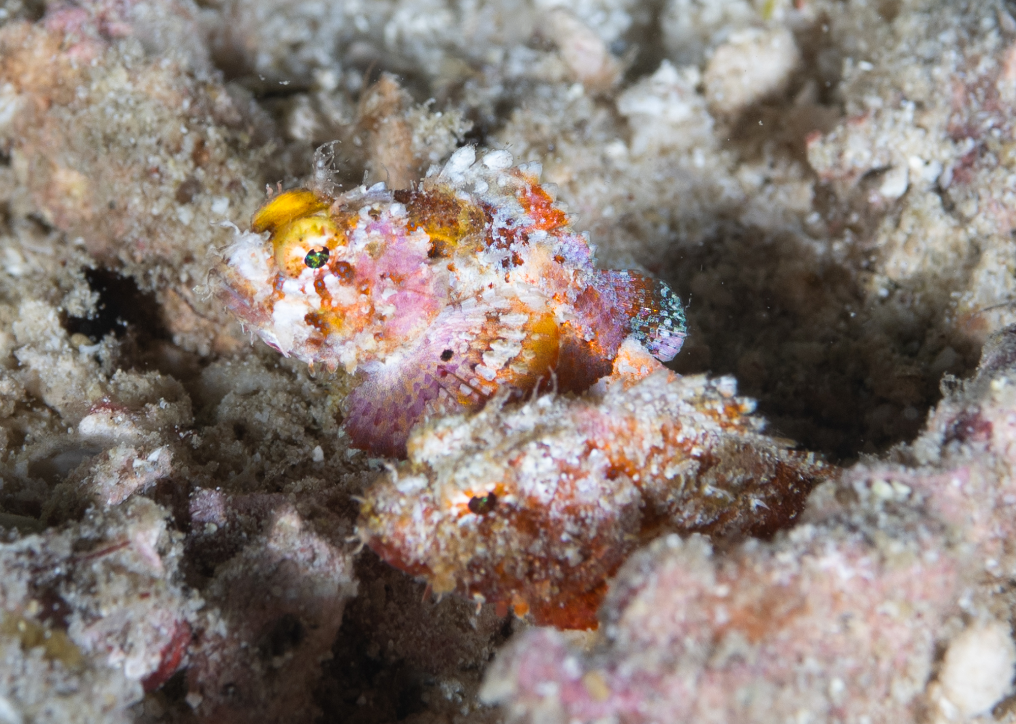 Murikami scorpionfish