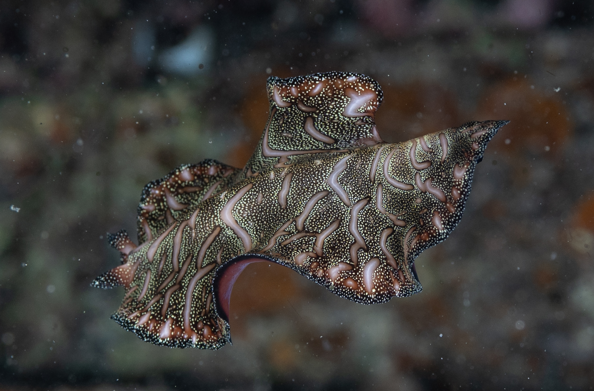 Swimming flatworm