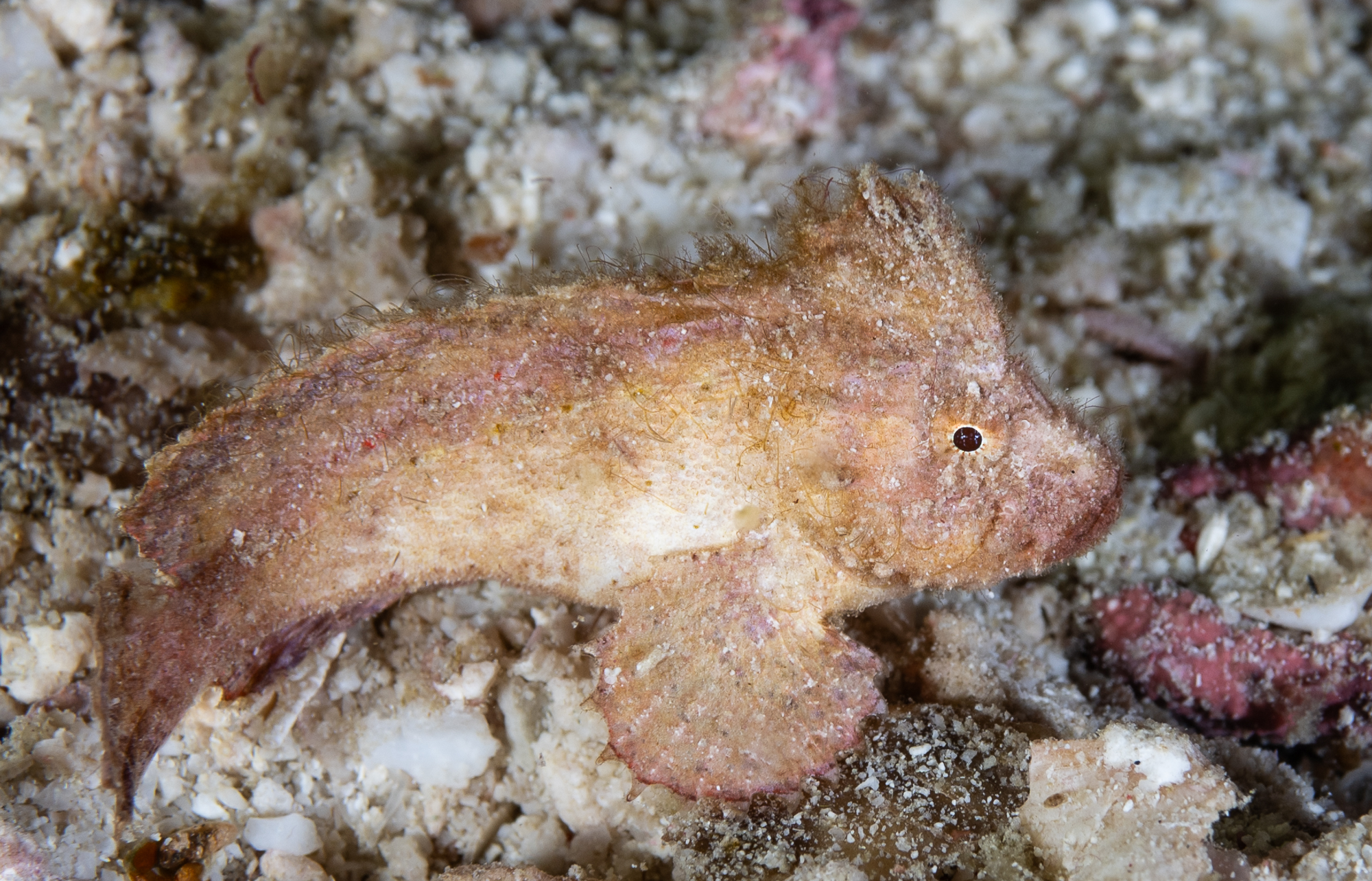 Juvenile leaf scorpionfish