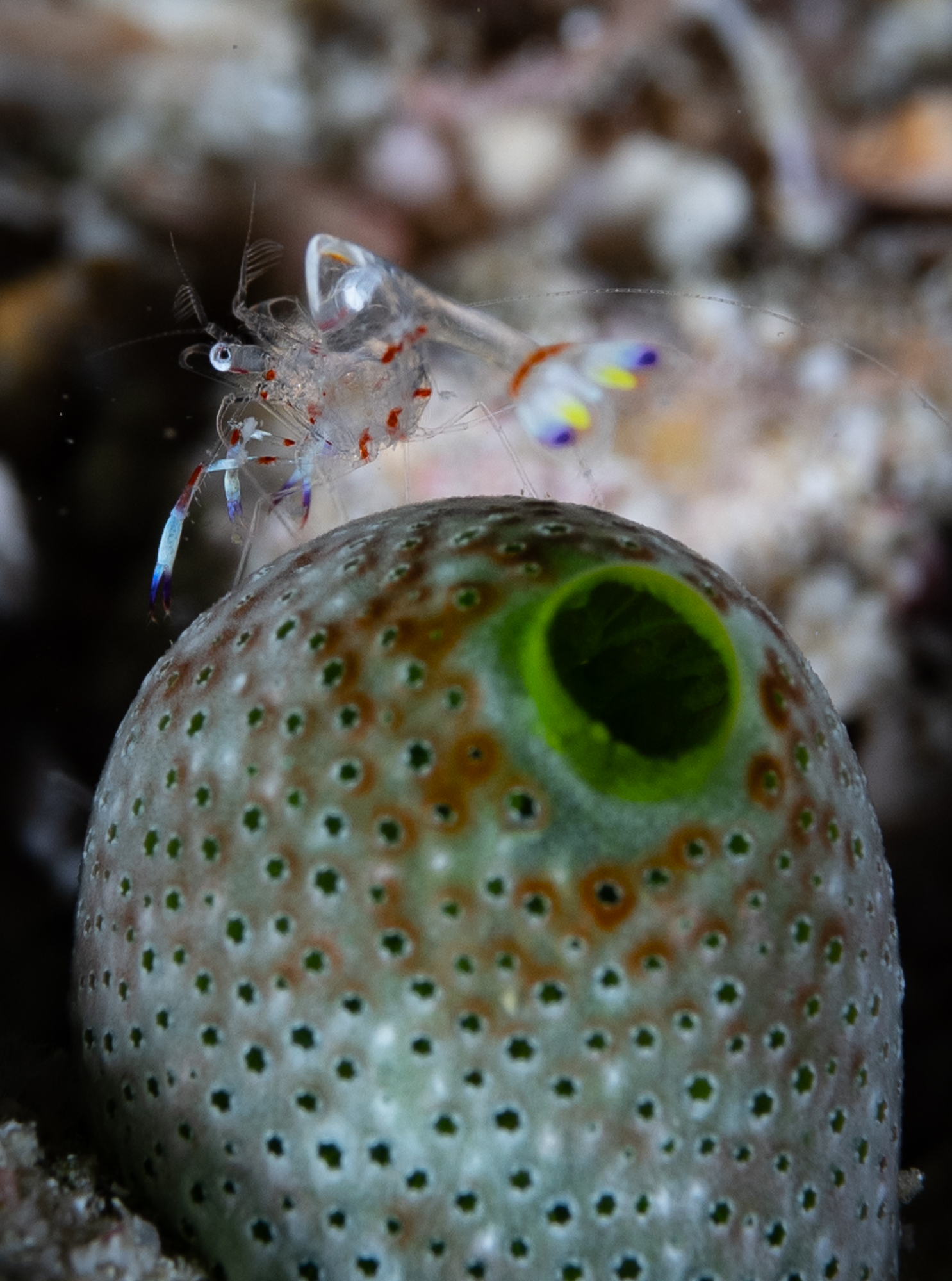 Bentback shrimp on ascidian