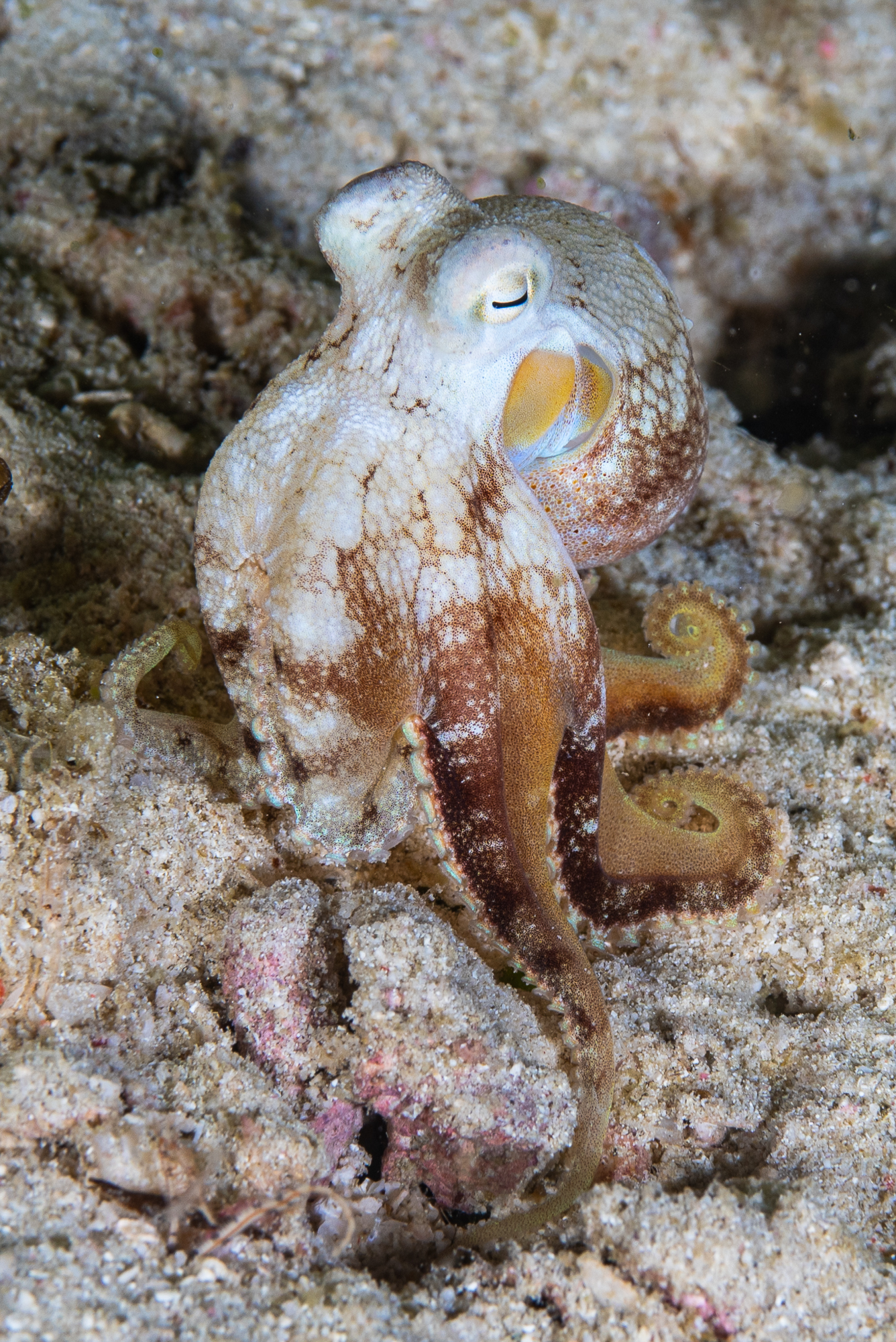 common octopus