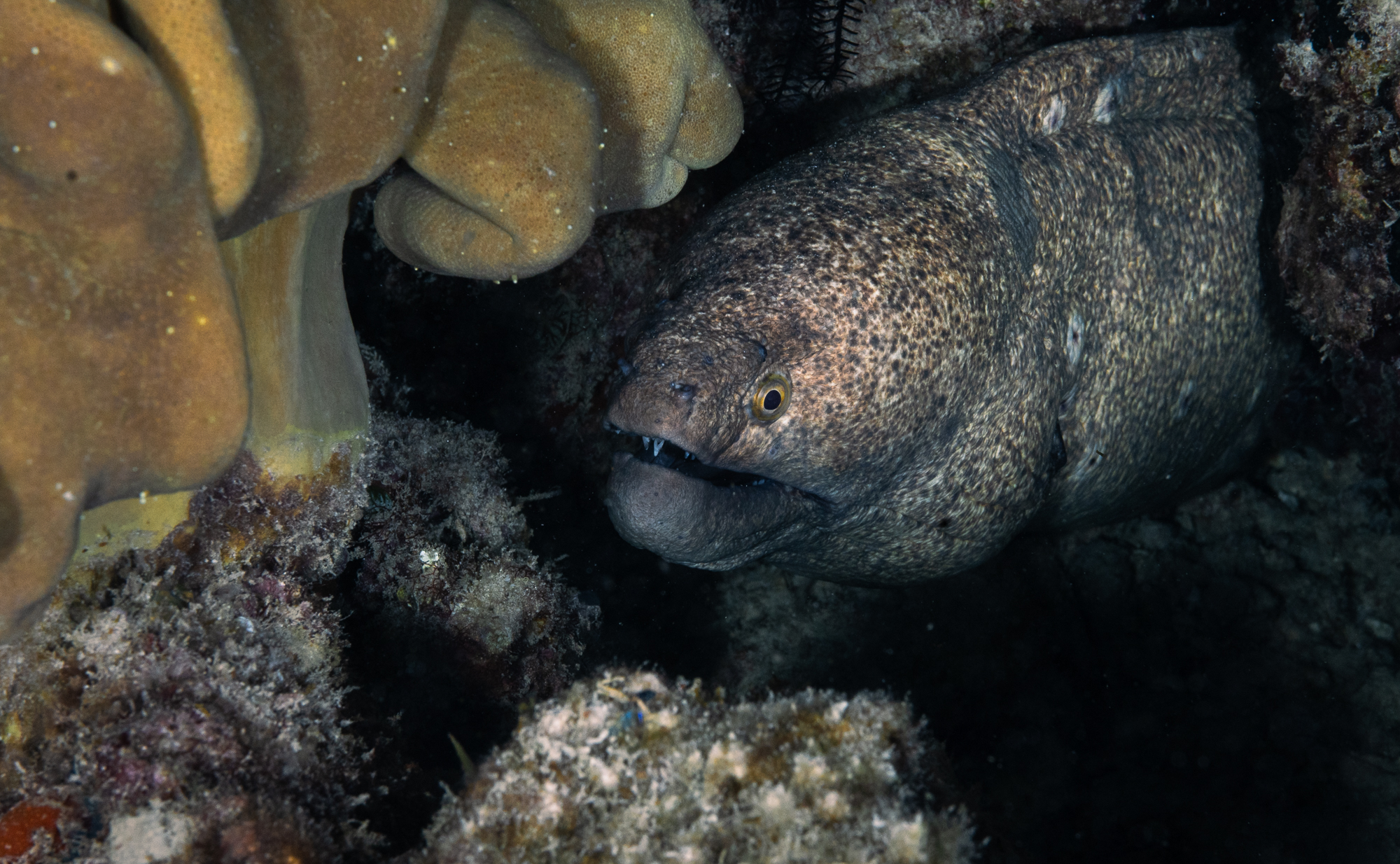 giant moray eel