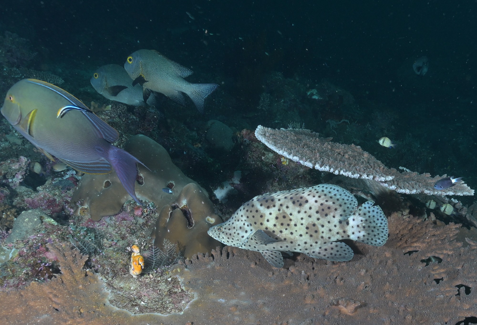 Polka dot grouper