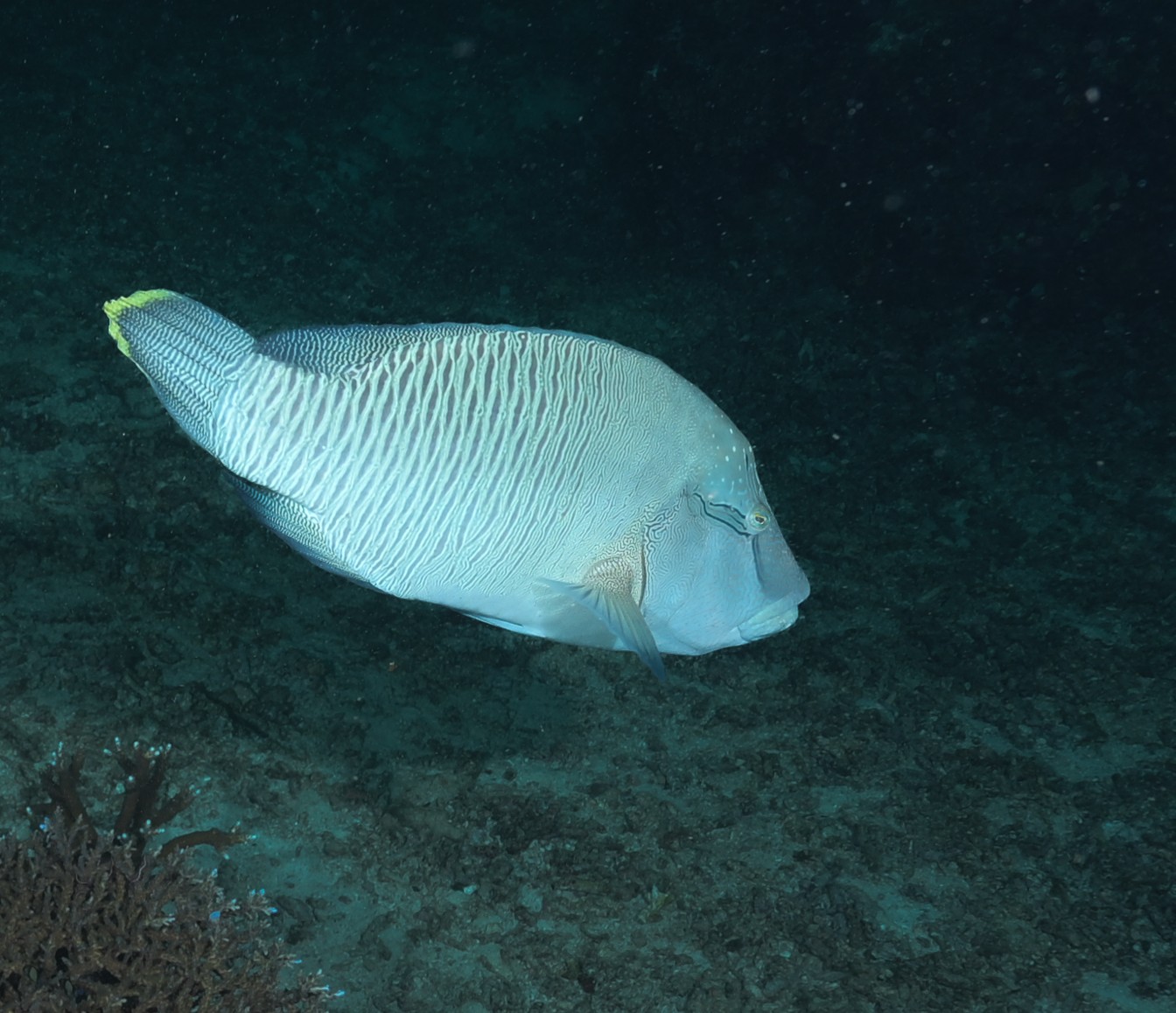 humpback wrasse