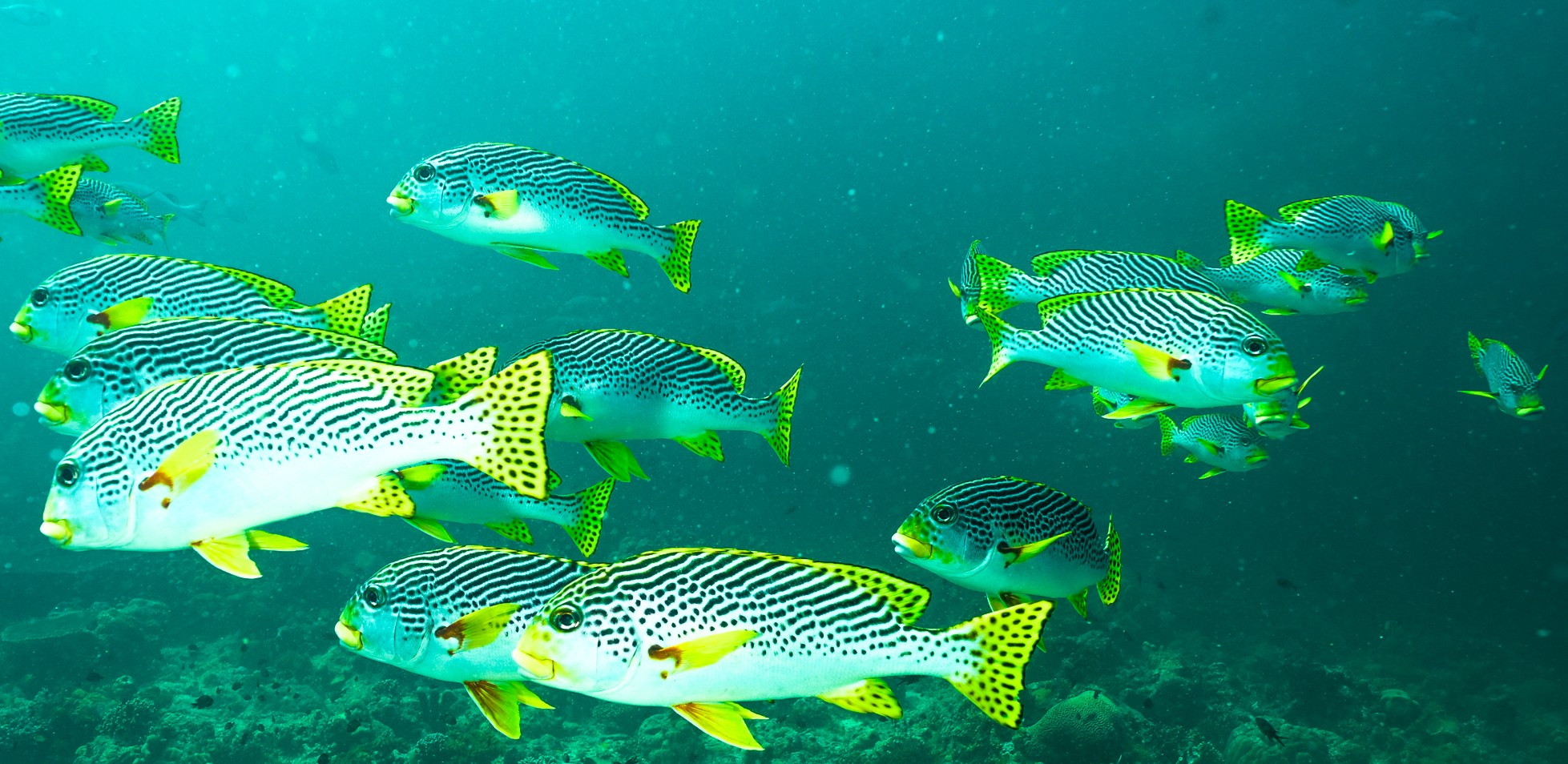 sweetlips