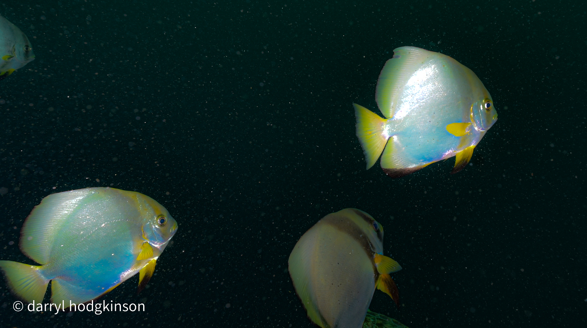 batfish