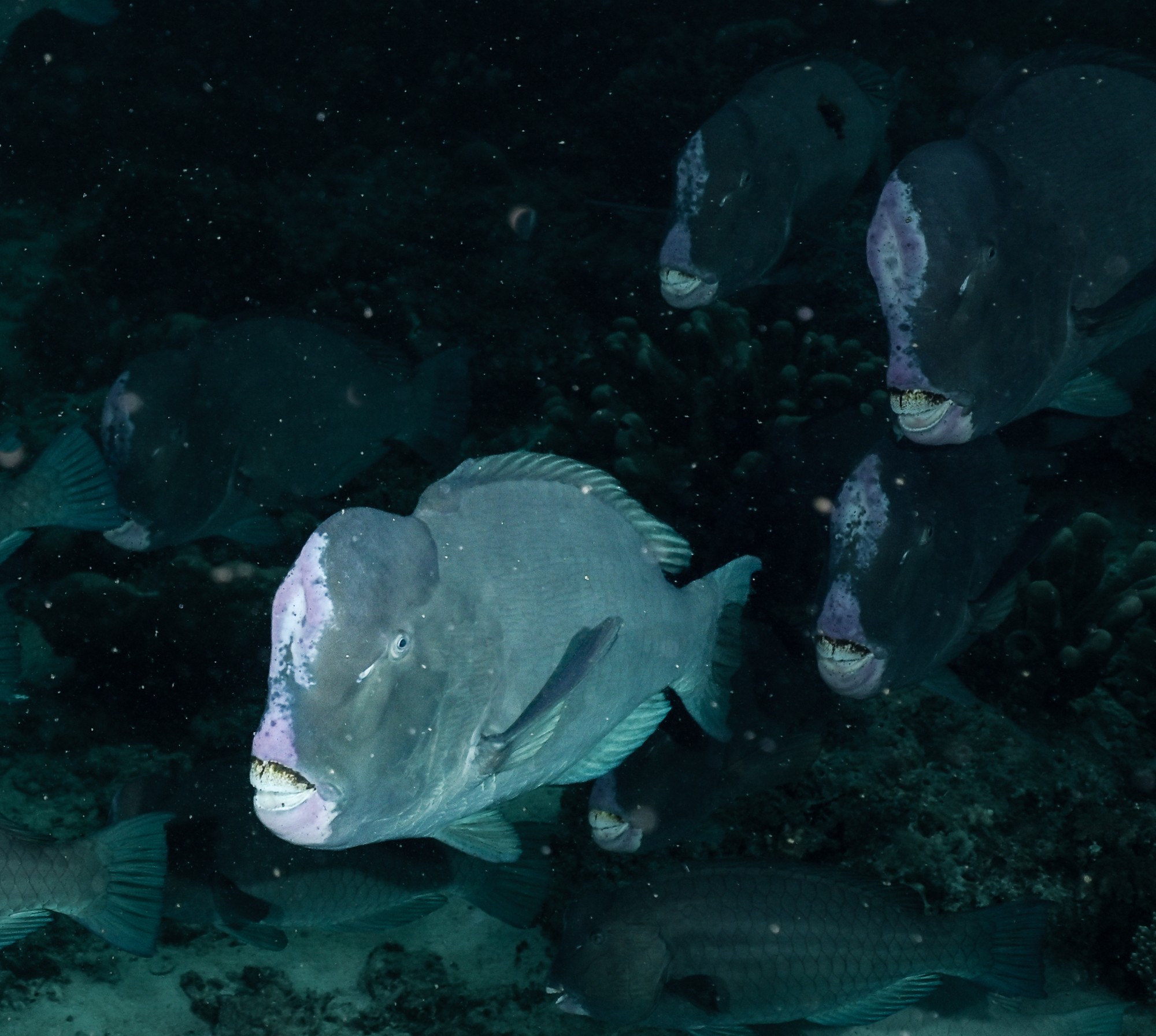 humphead parrotfish