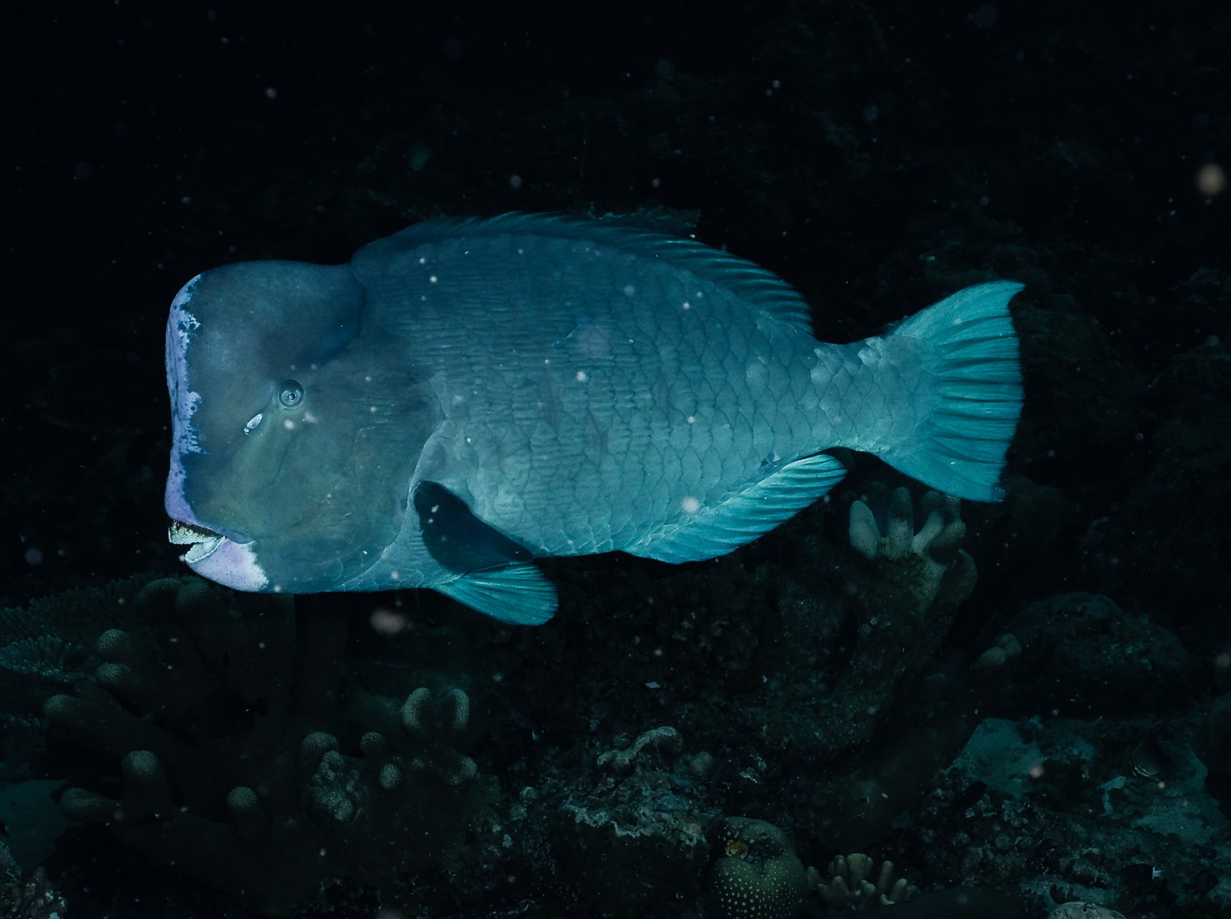 humphead parrotfish