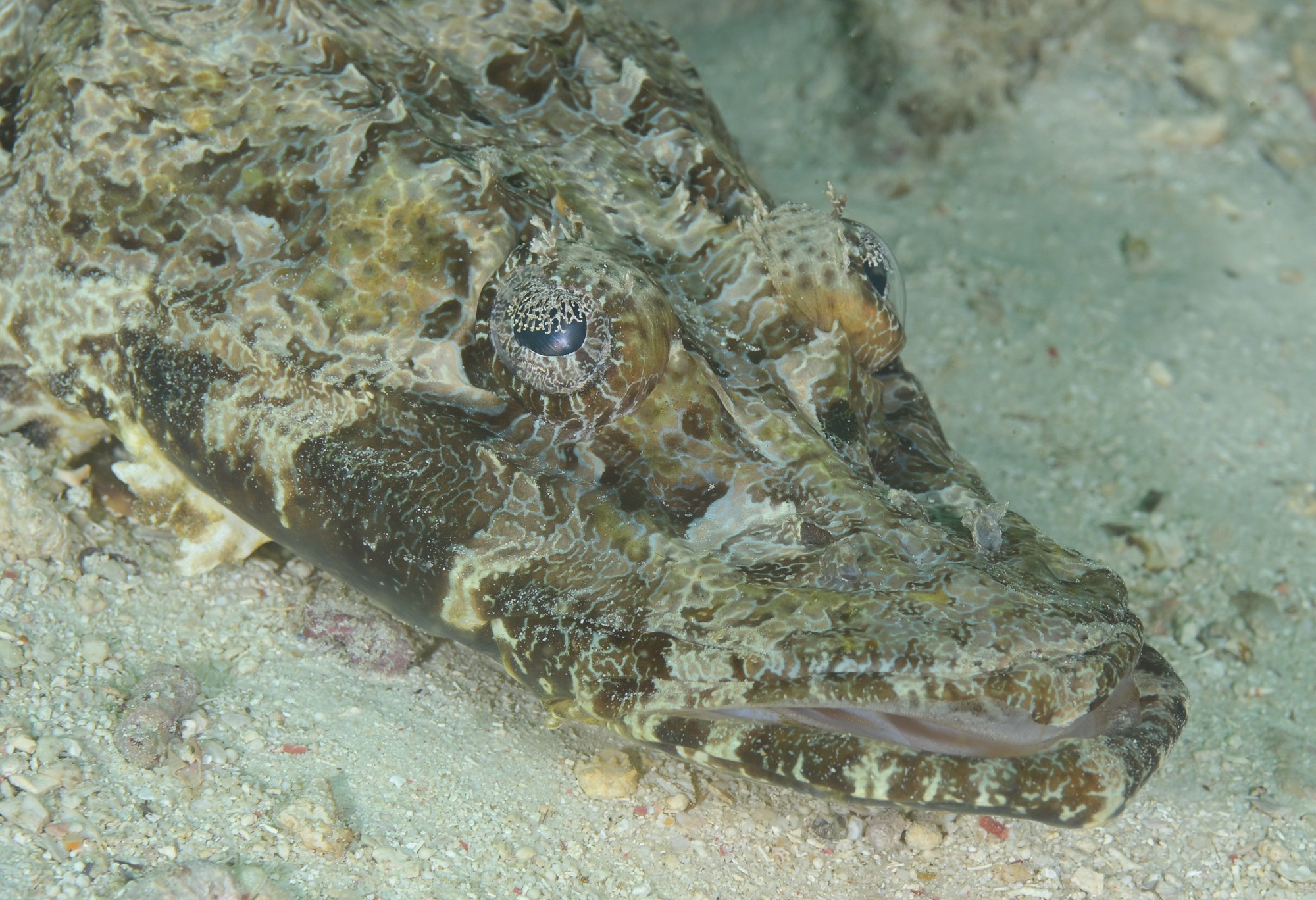 crocodile fish