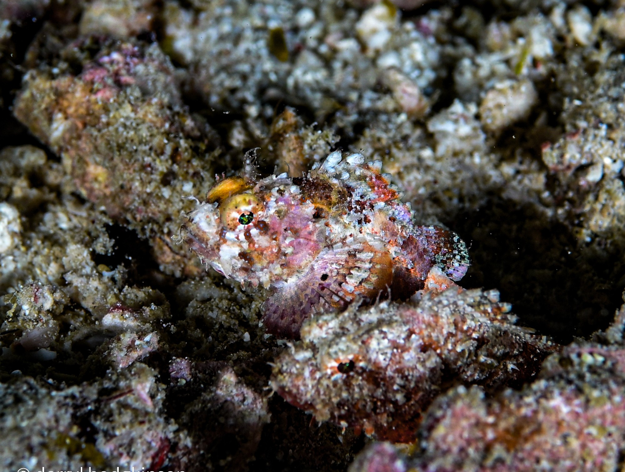 Murikami scorpionfish