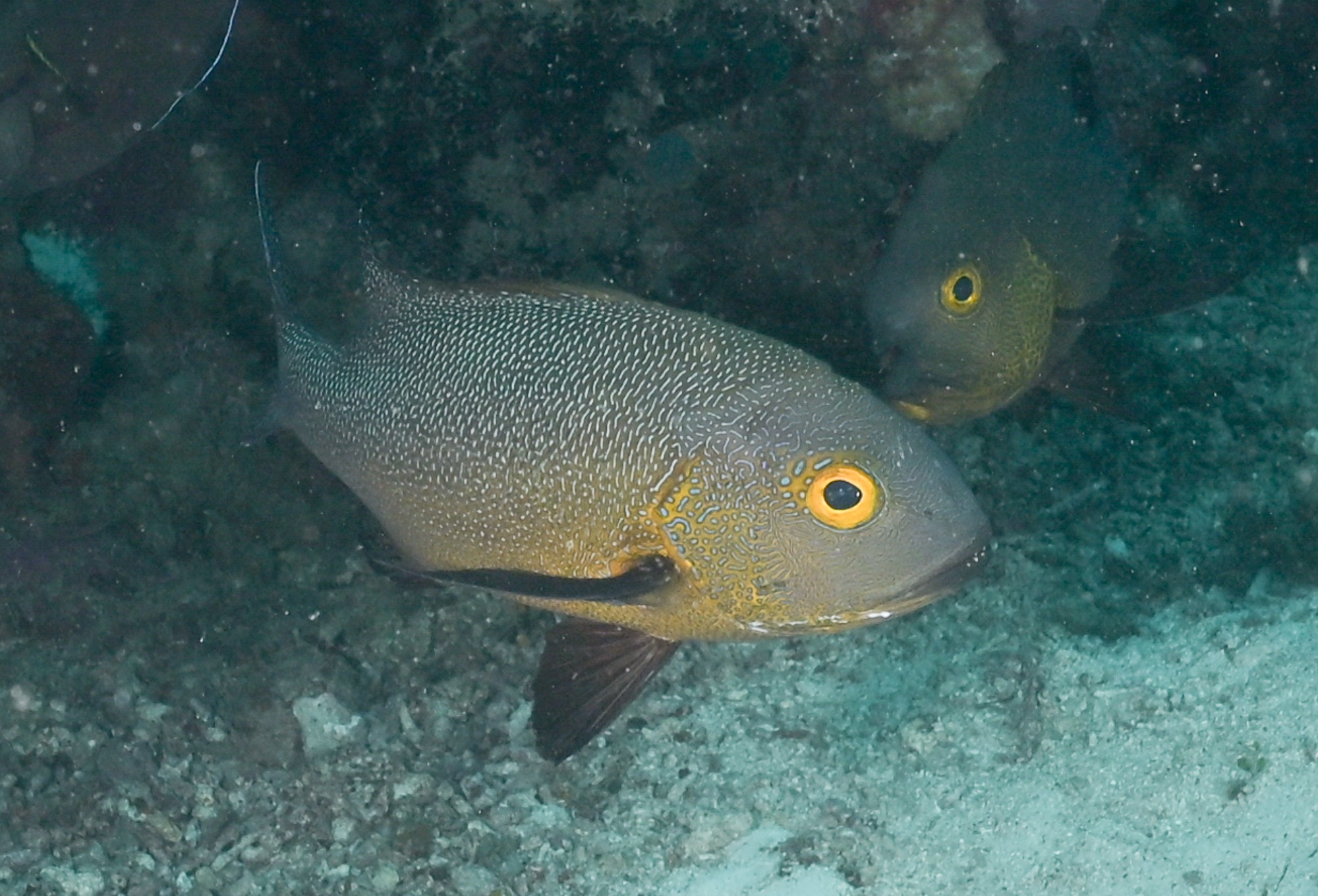 midnight snapper