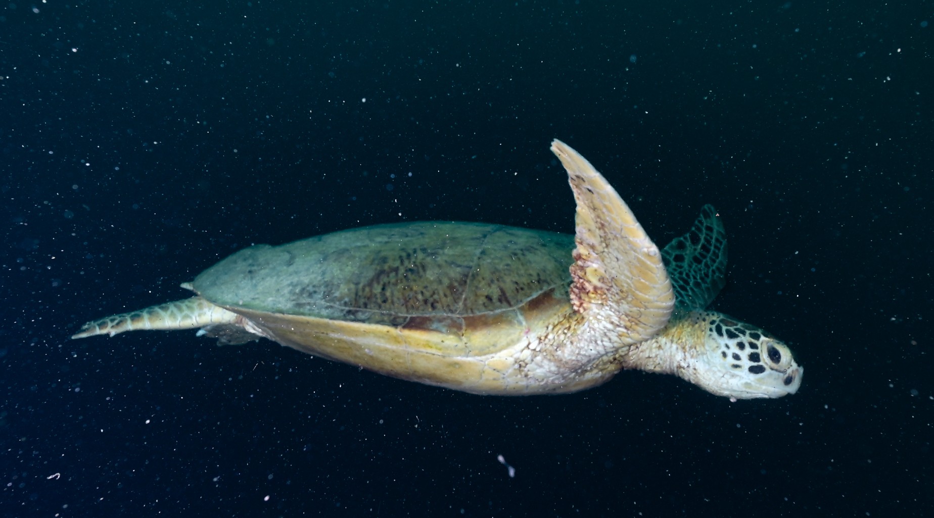 green sea turtle