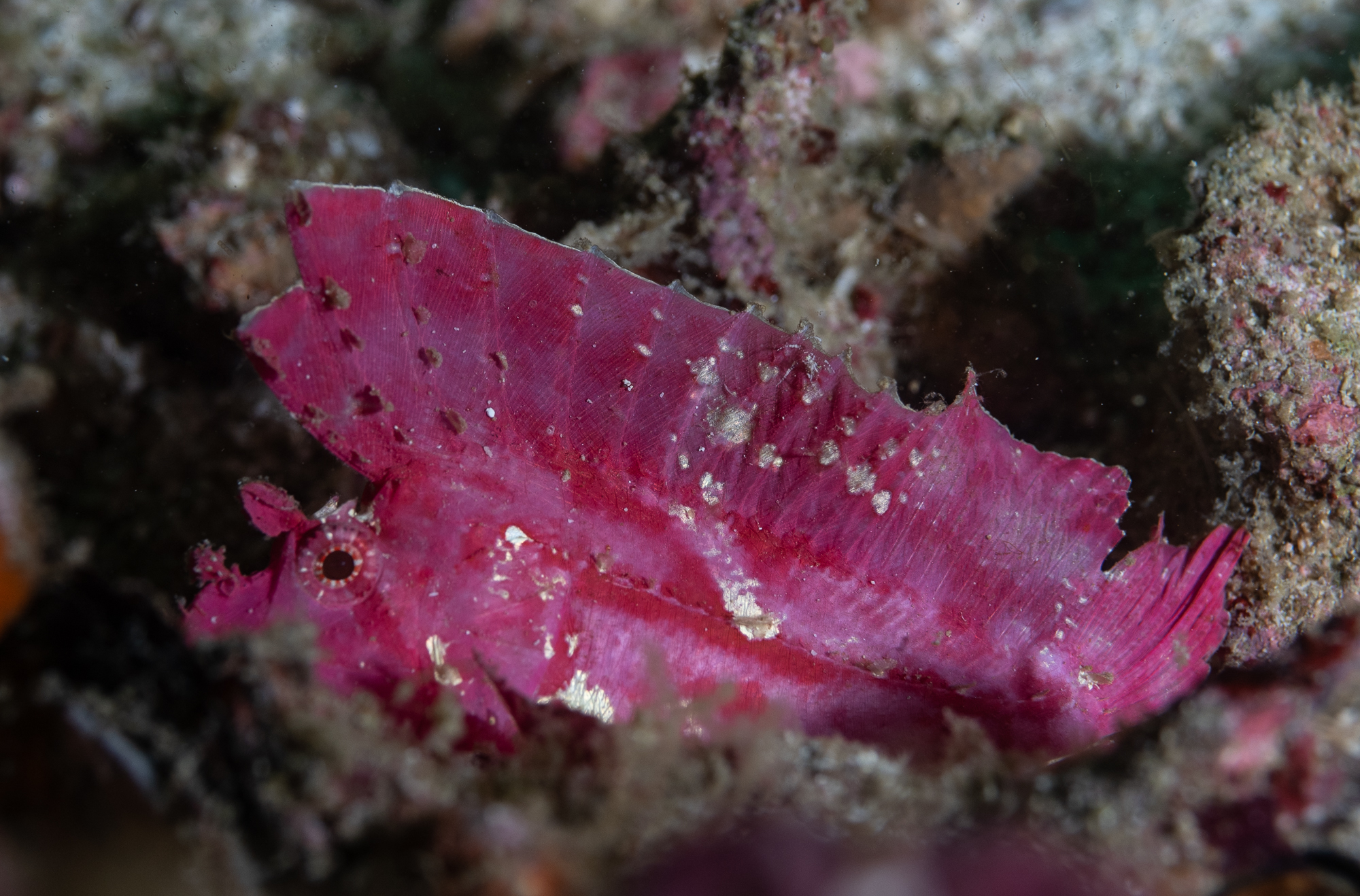 scorpionleaffish