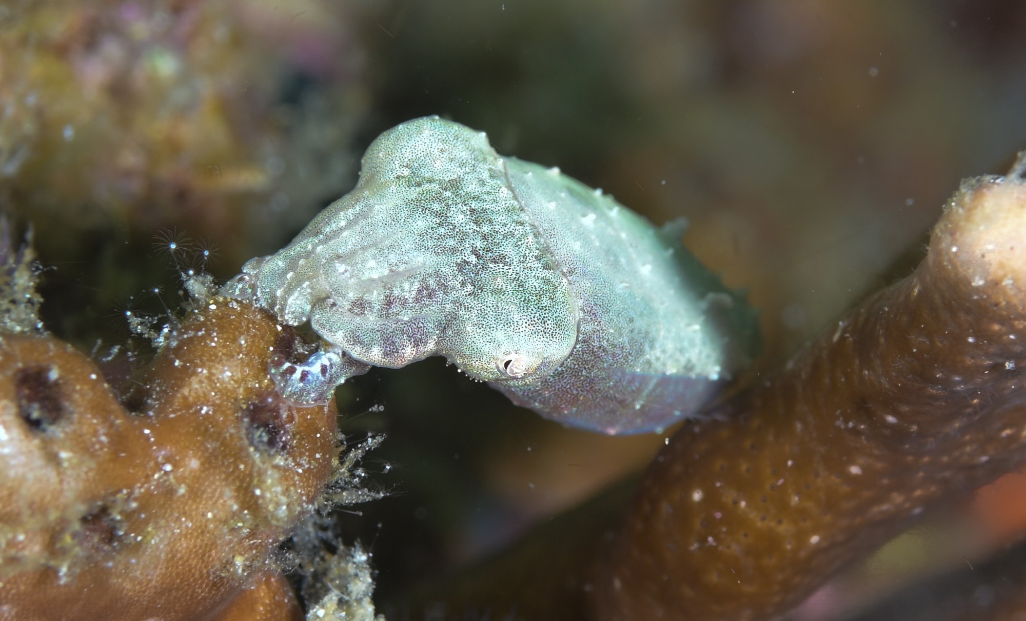 pygmie cuttlefish