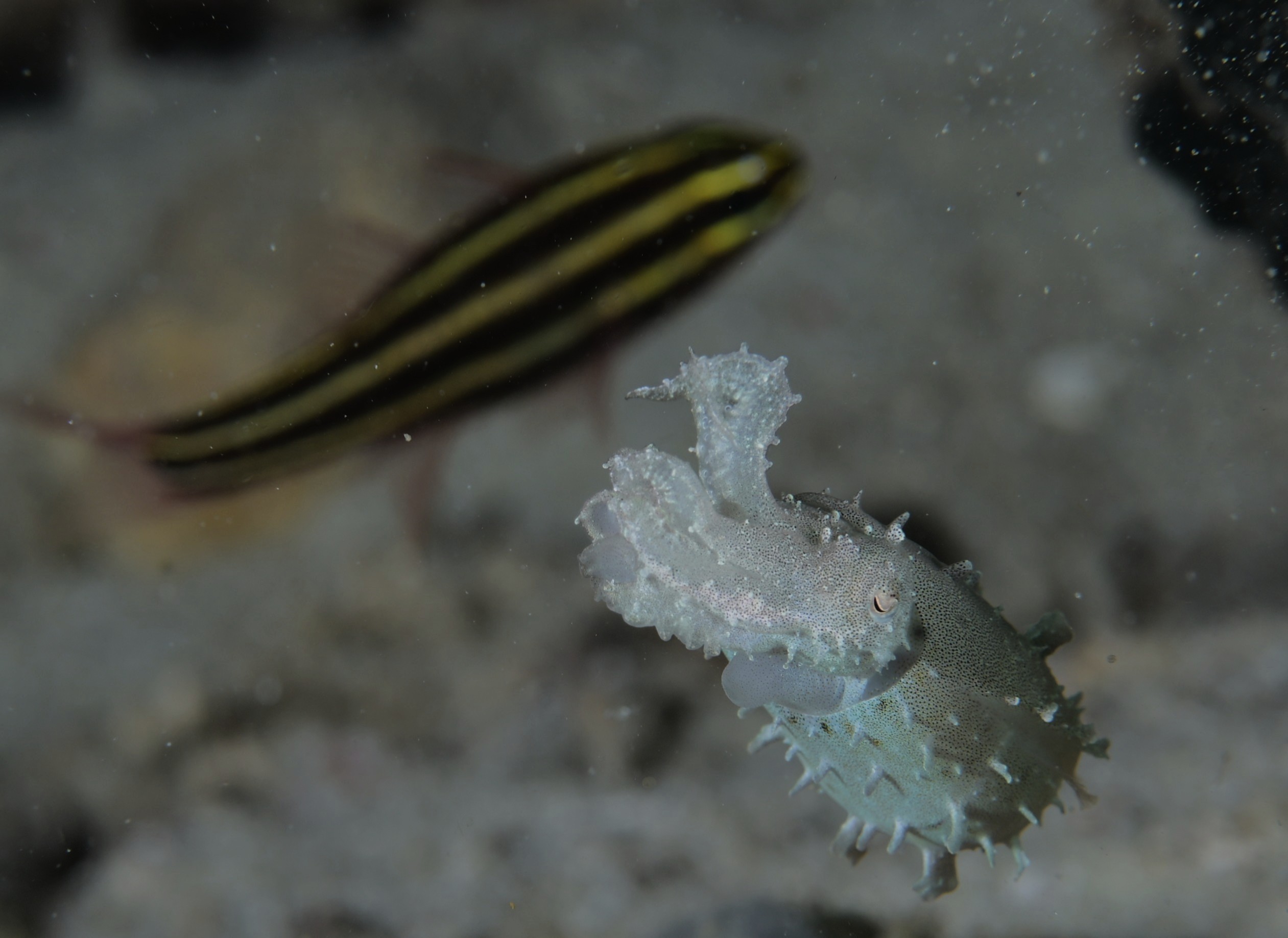 pygmy cuttlefish