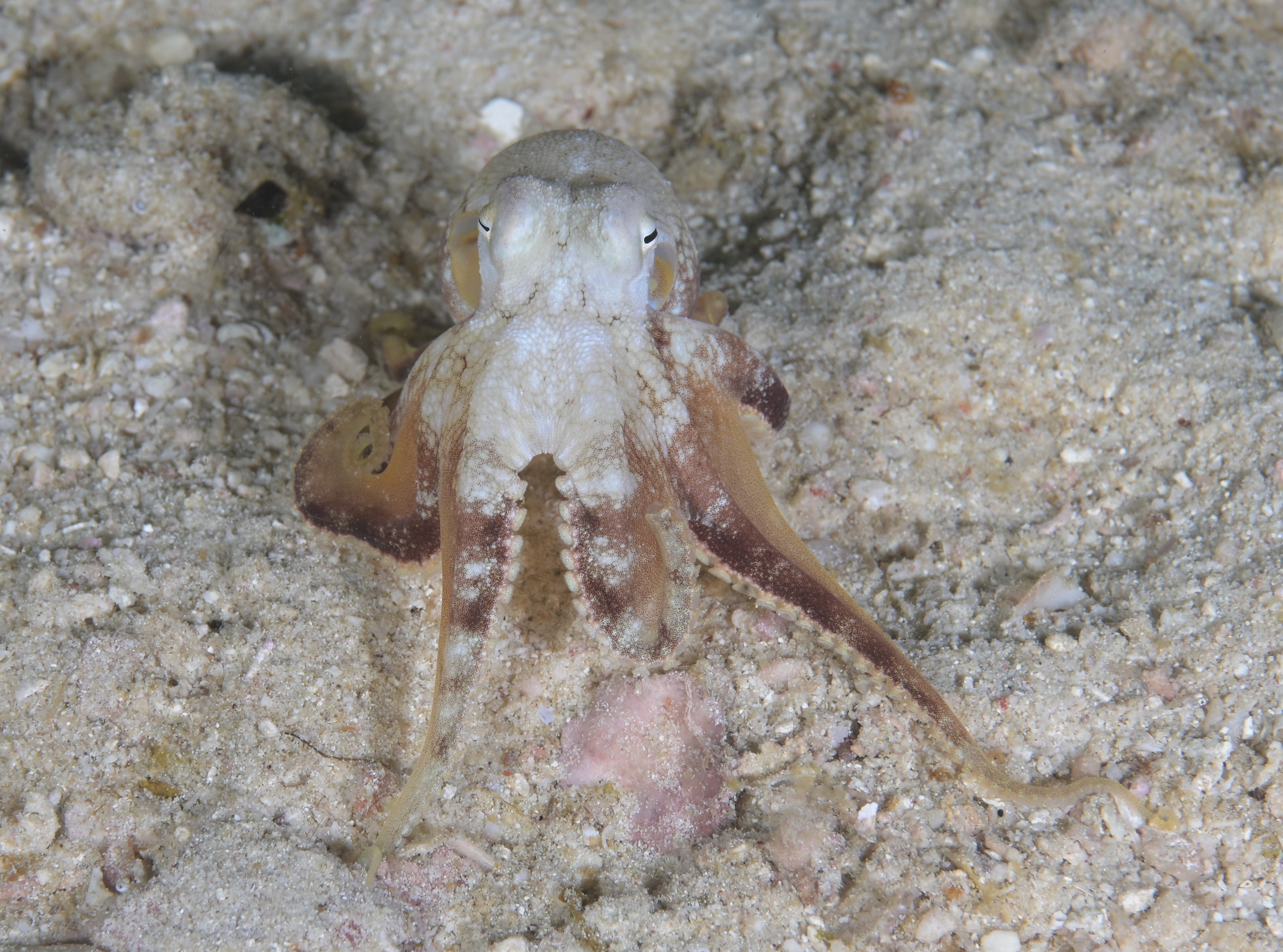 common octopus