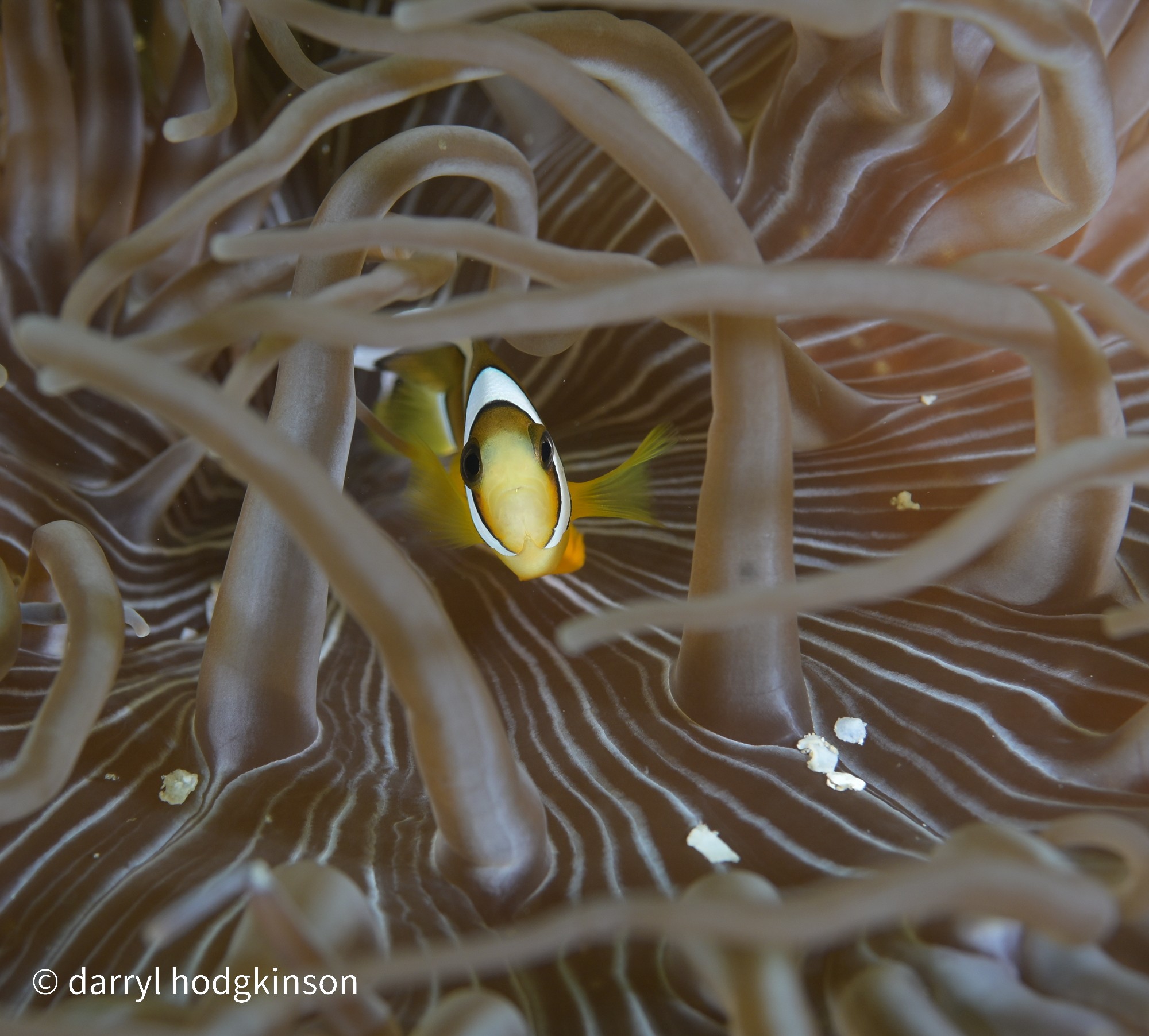 clownfish