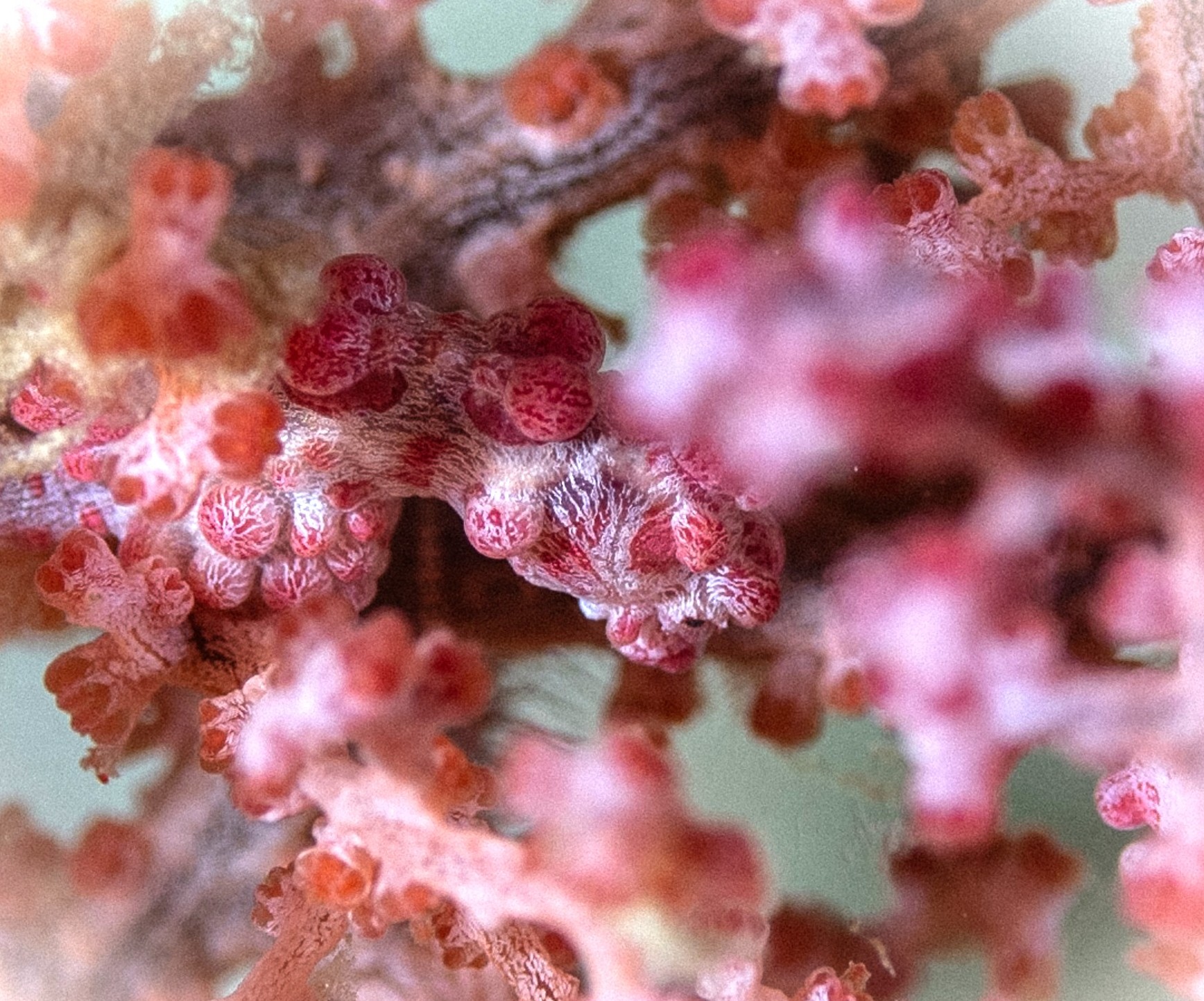 pygmy sea horse blinded by flash photography