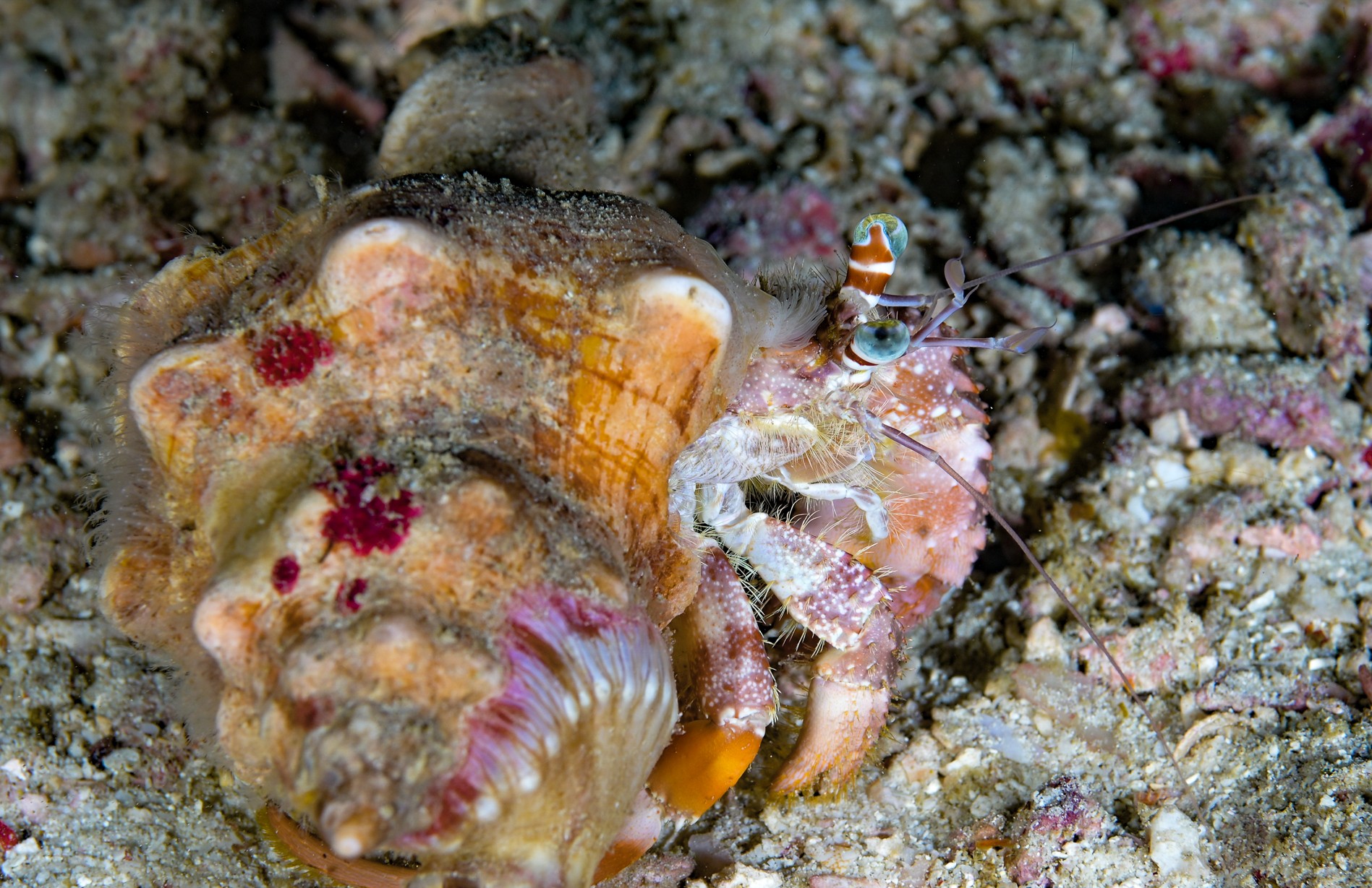 hermit crab