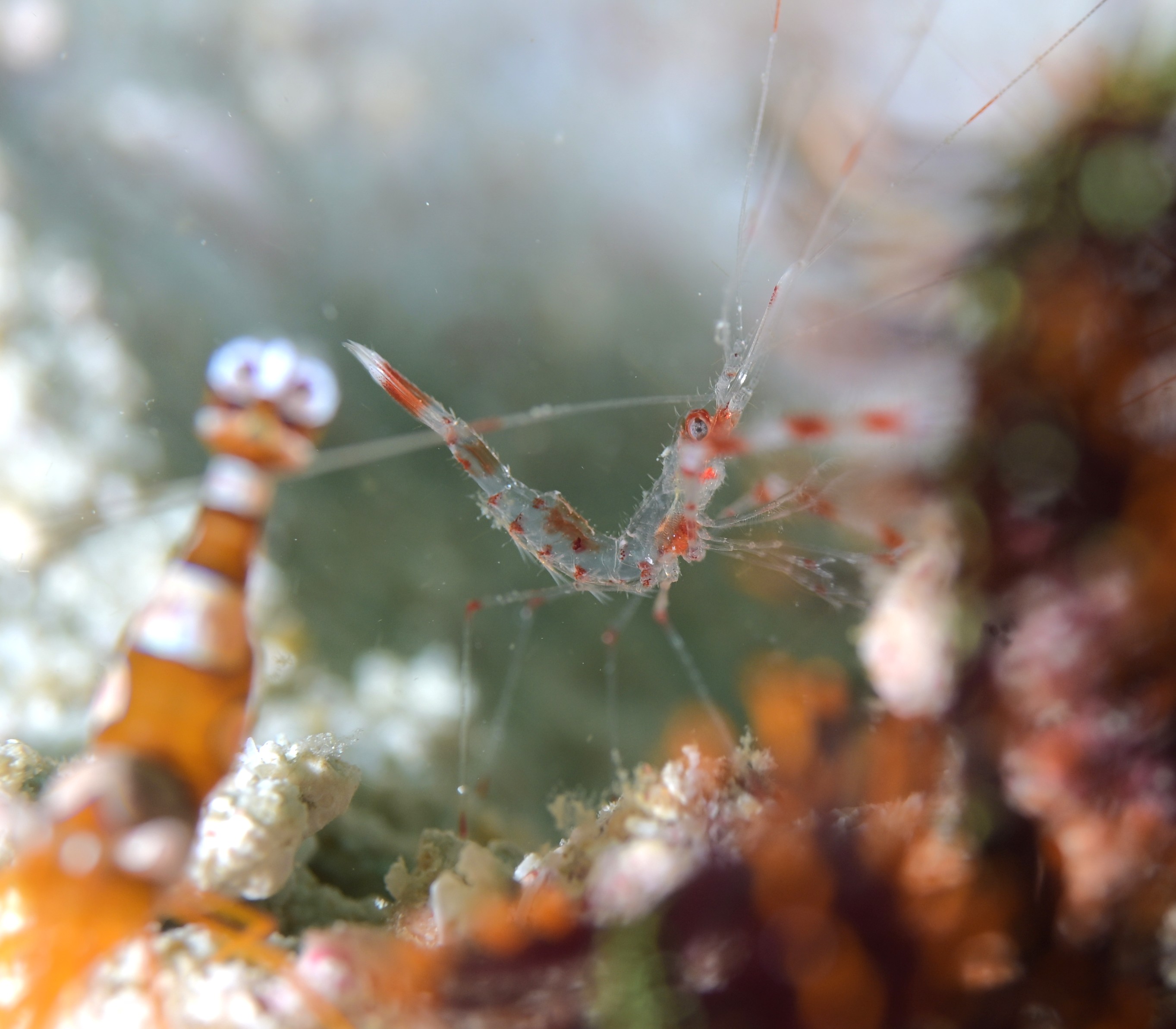juvenile sexy shrimp