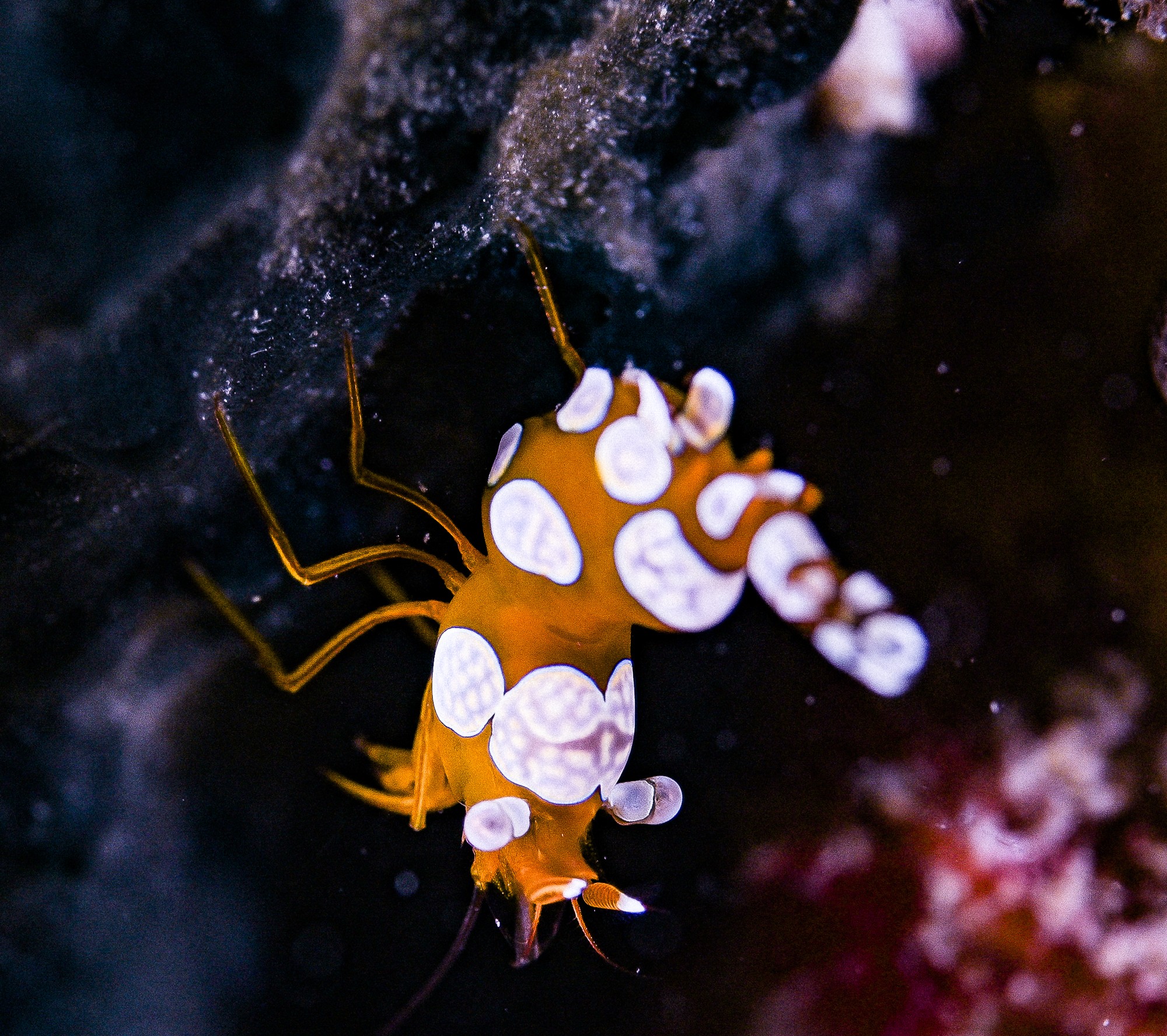 sexy shrimp