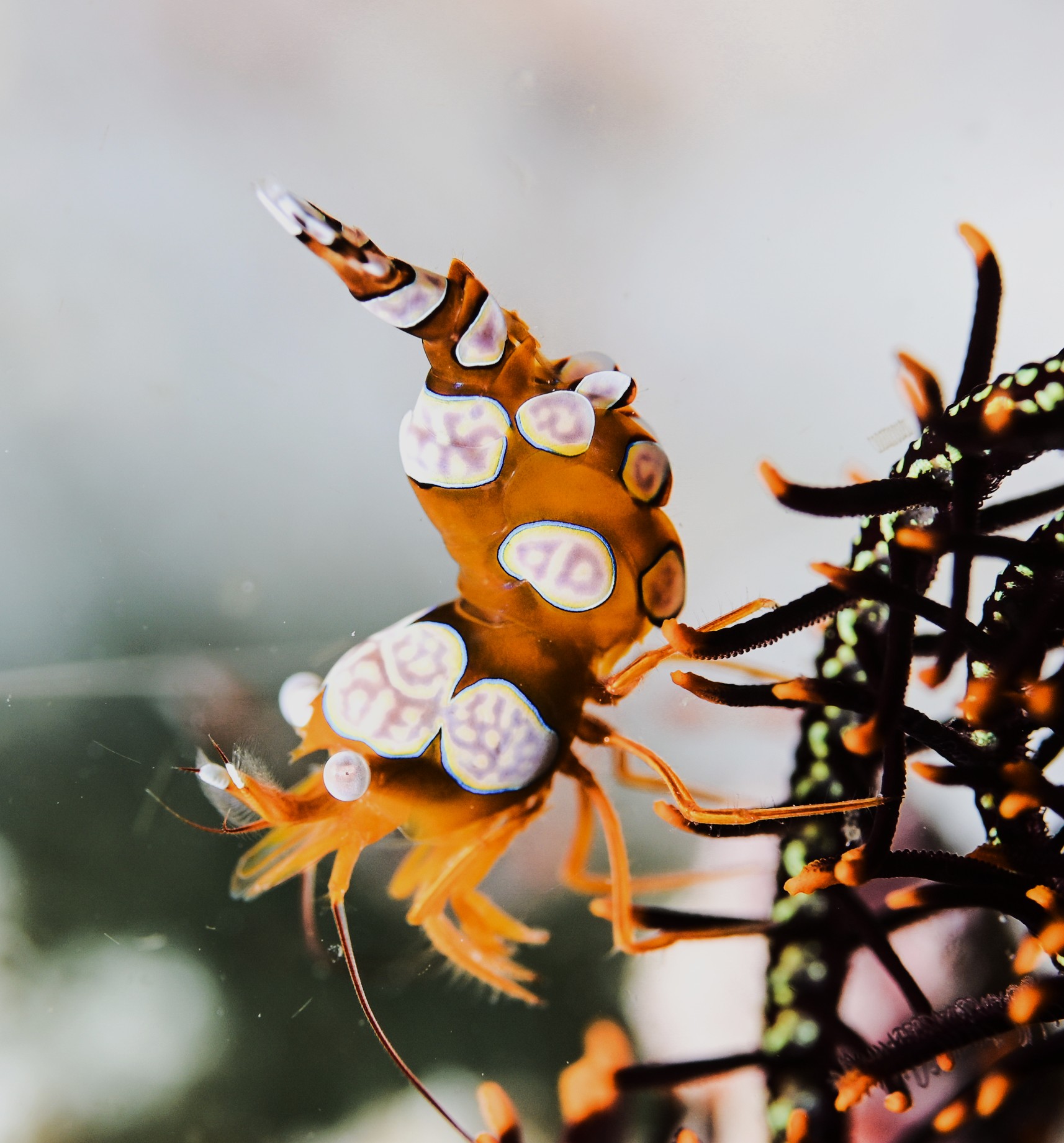 sexy shrimp