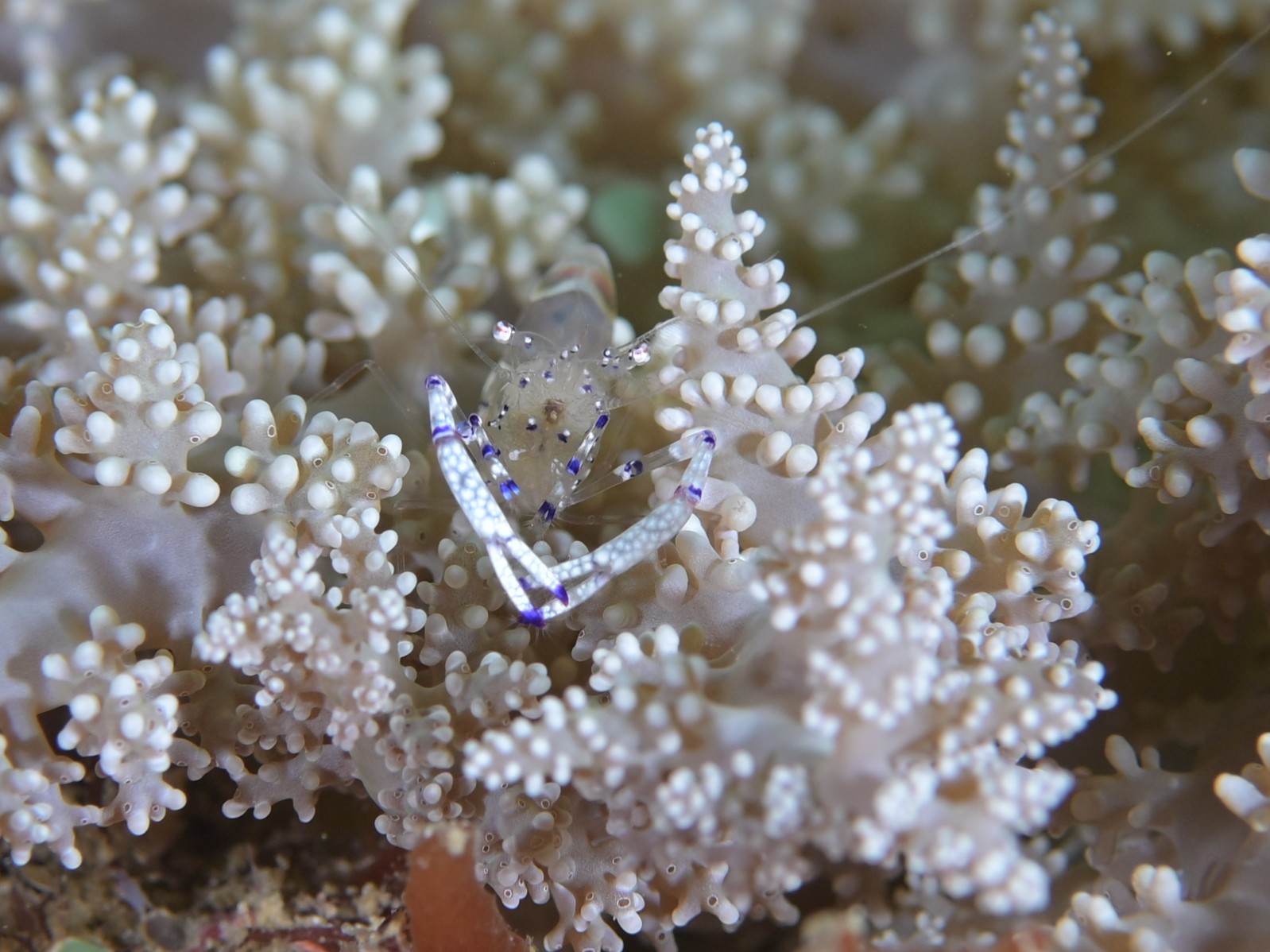 Palaemonia shrimp