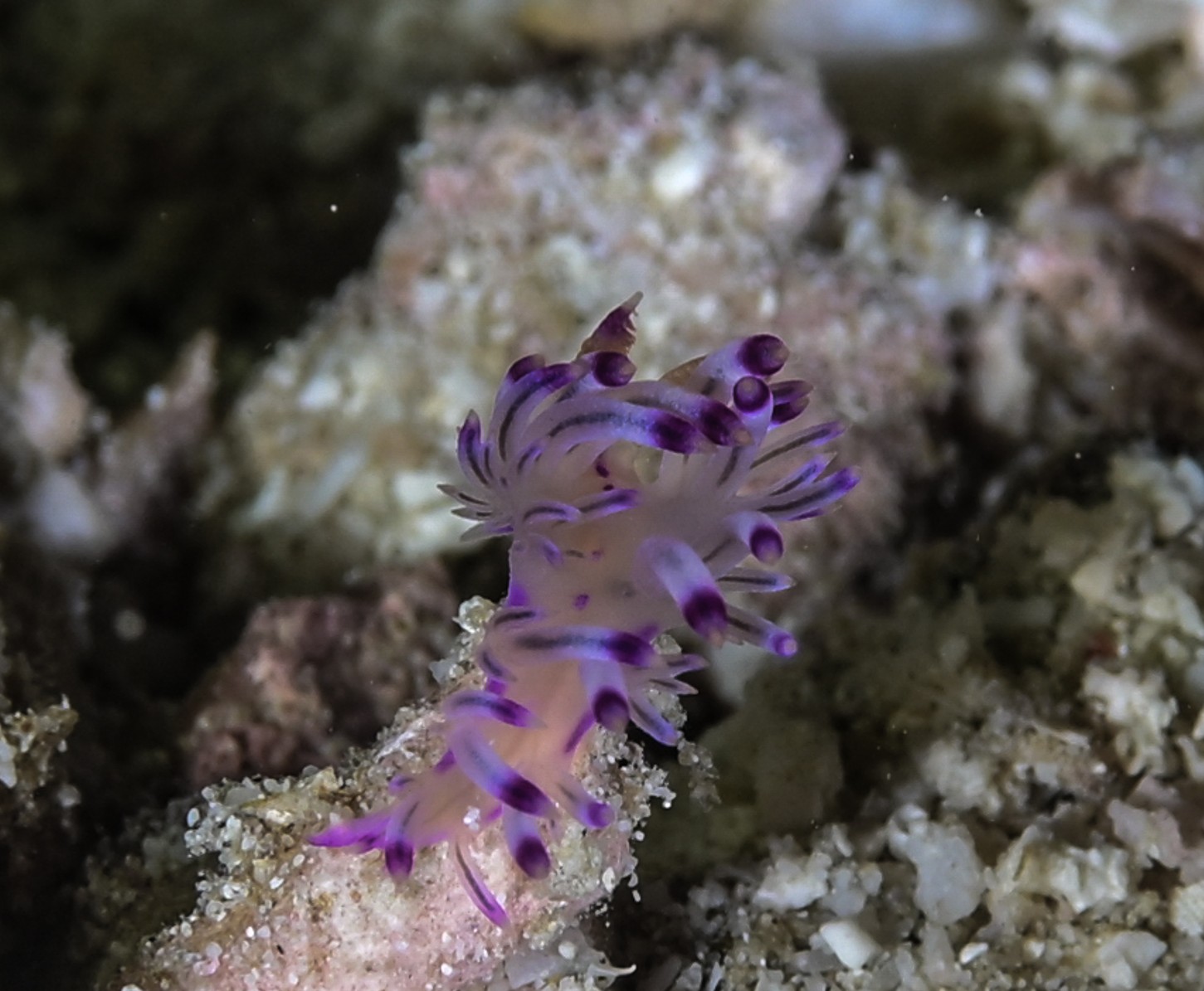 coryphellina nudibranch