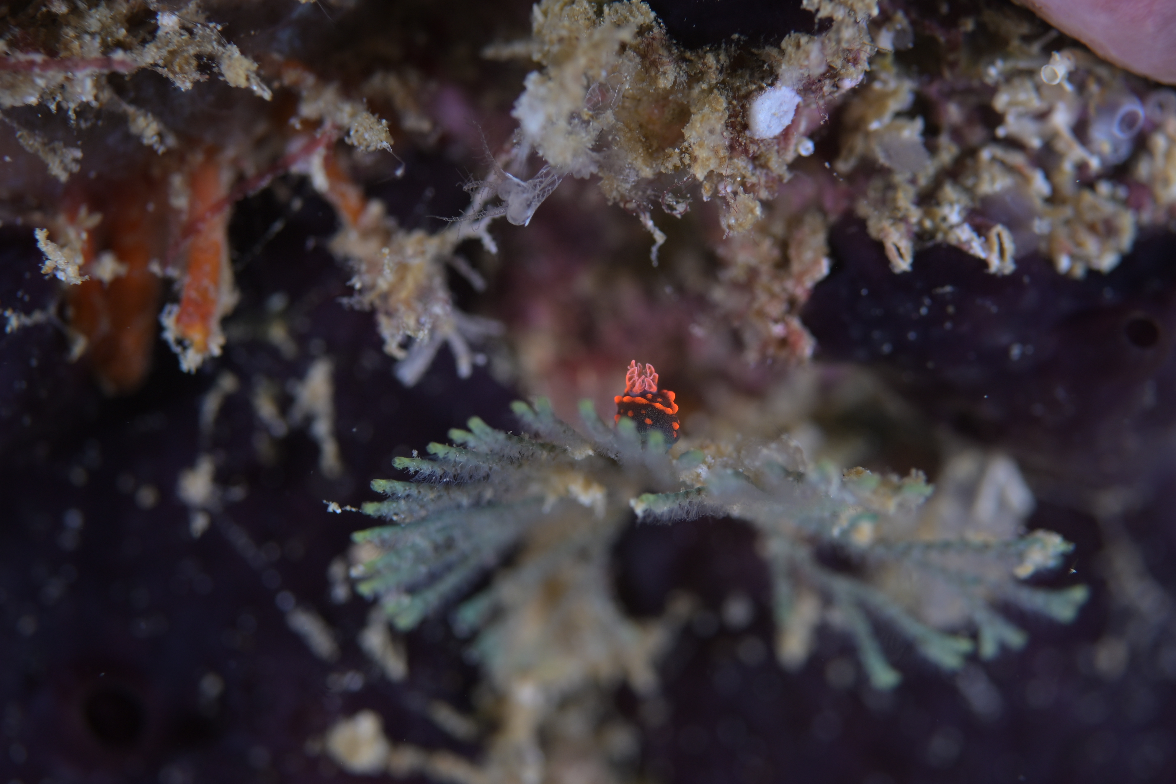 tiny nembrotha nudibranch