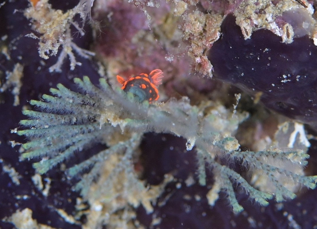 tiny nembrotha nudibranch