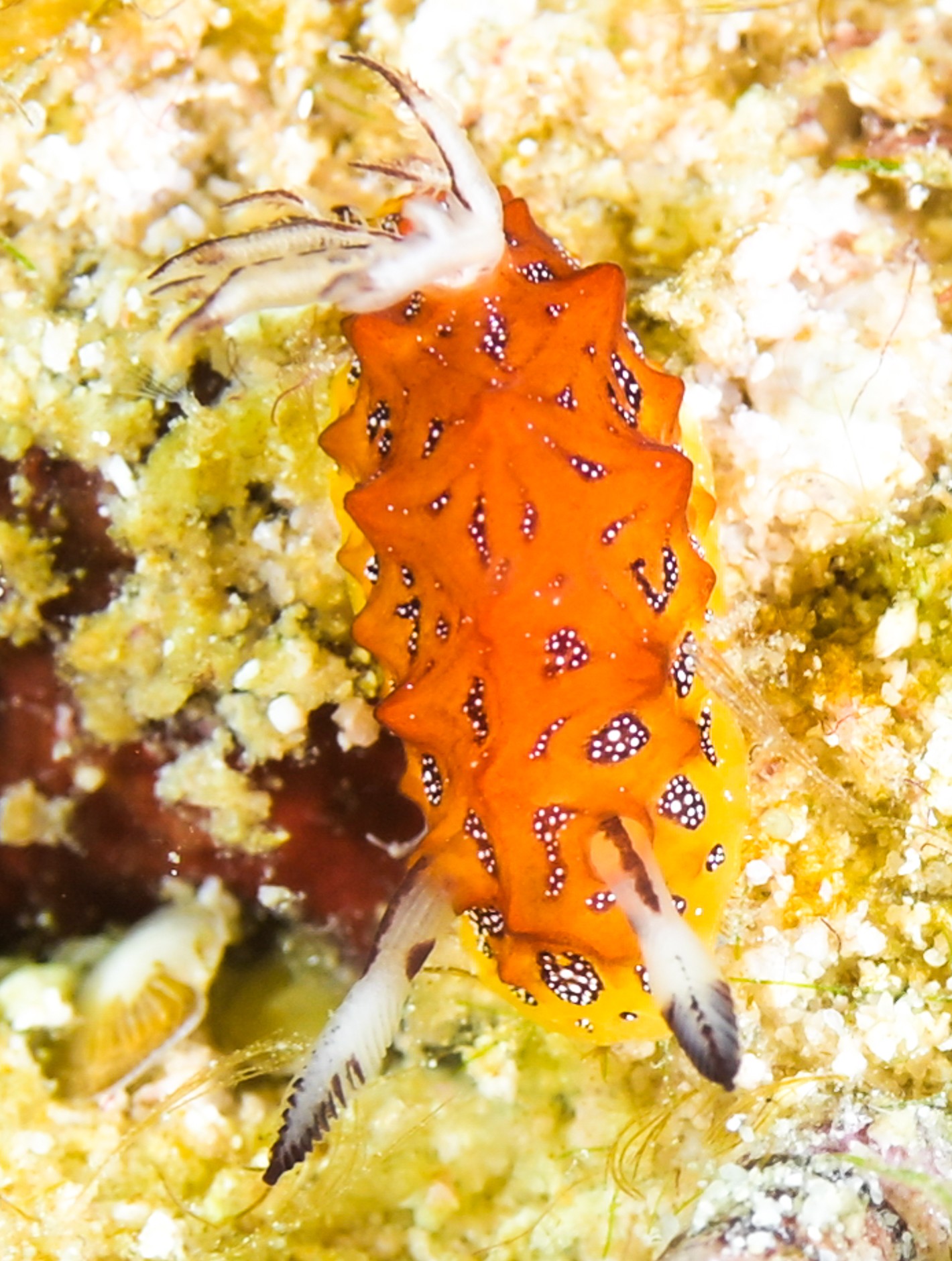 Halgerda Indotessellata