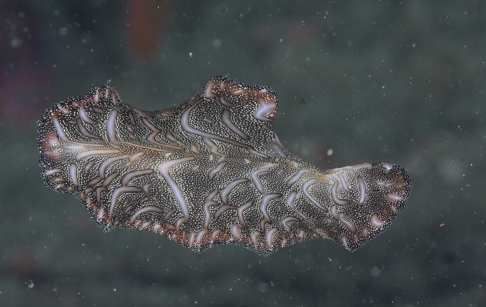 swimming flatworm