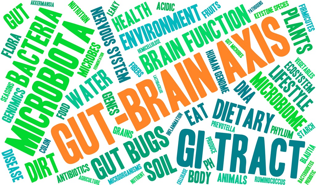 The Gut-Brain Axis: How Your Gut and Brain Communicate