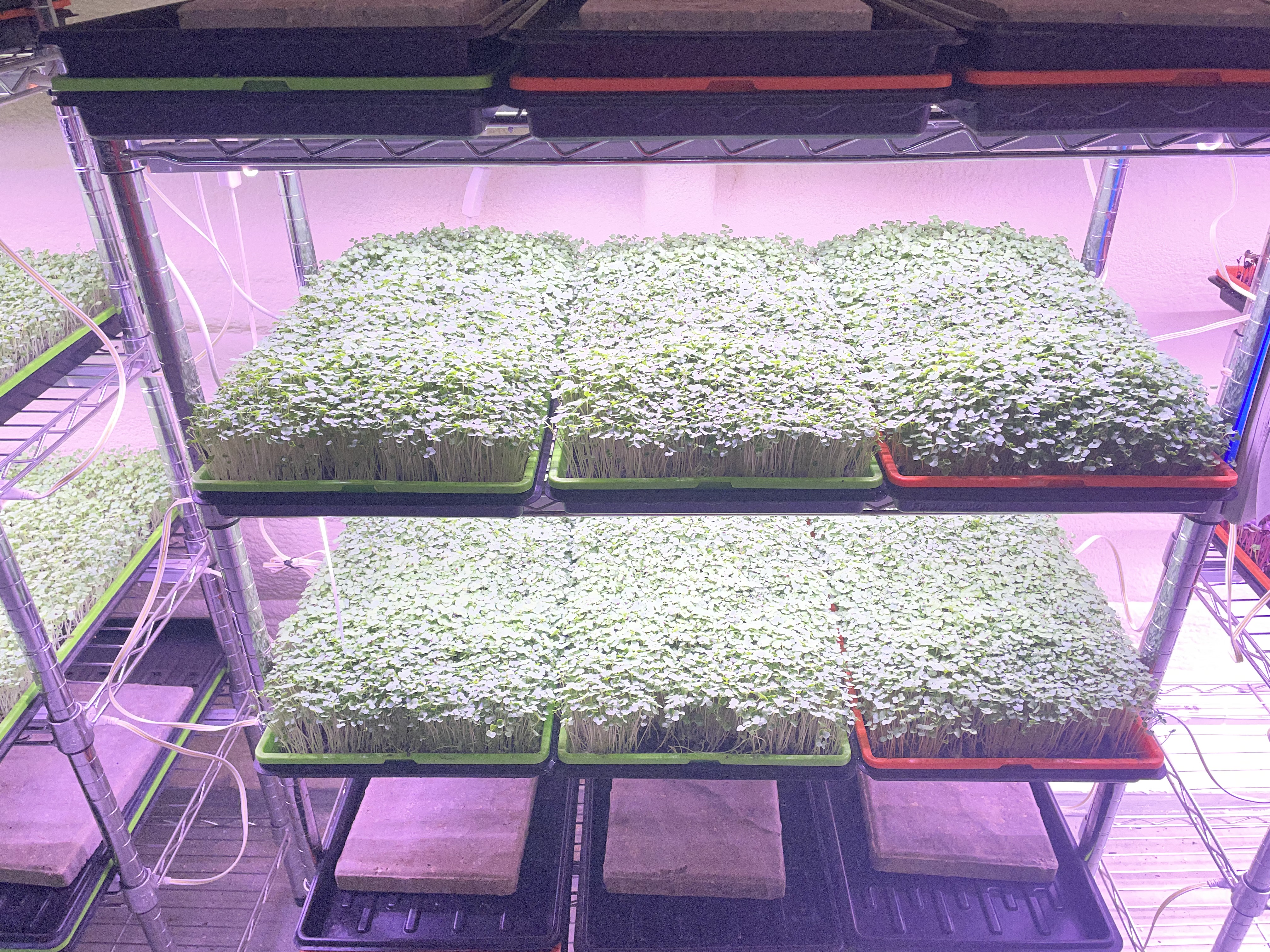 Racks of microgreen trays growing under lights at North Florida Microgreens