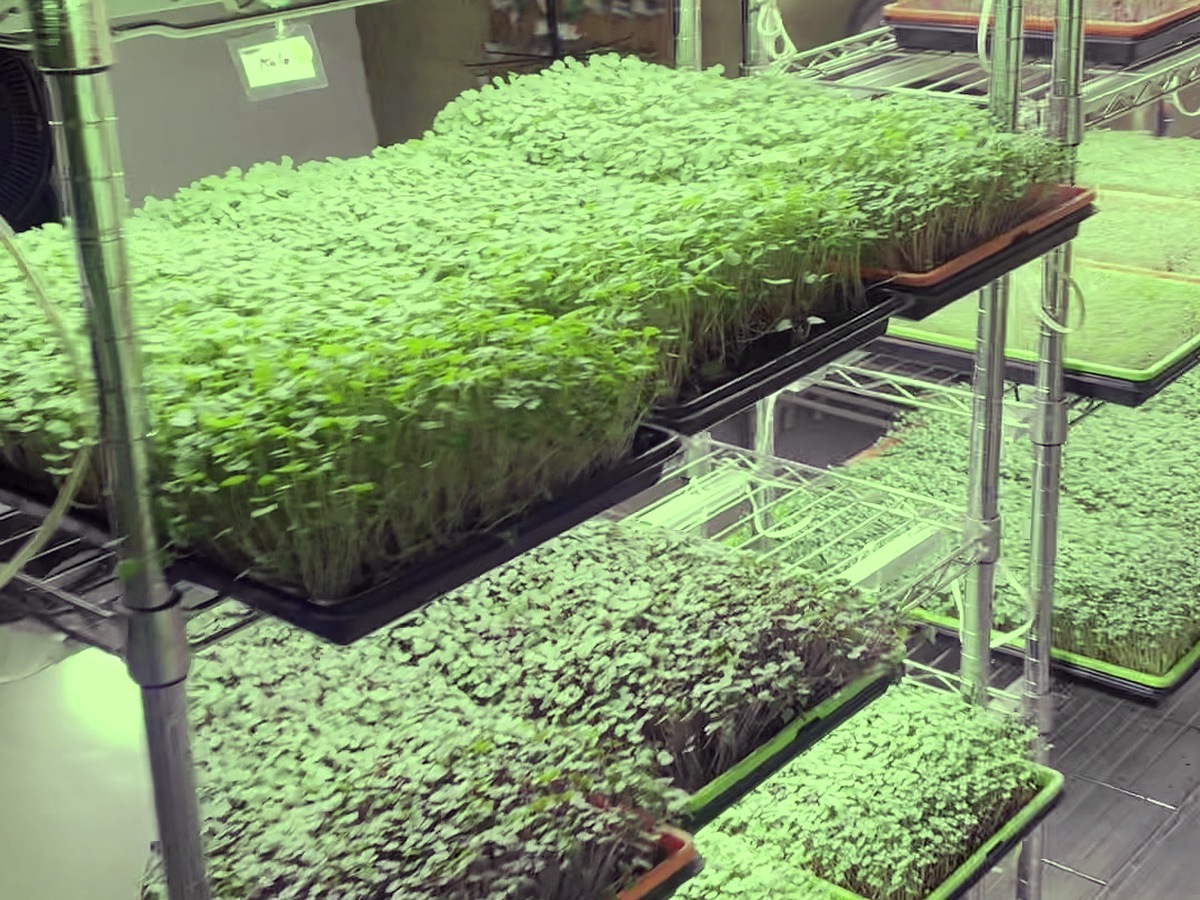 Trays of microgreens growing on racks at North Florida Microgreens in Fort White, Florida