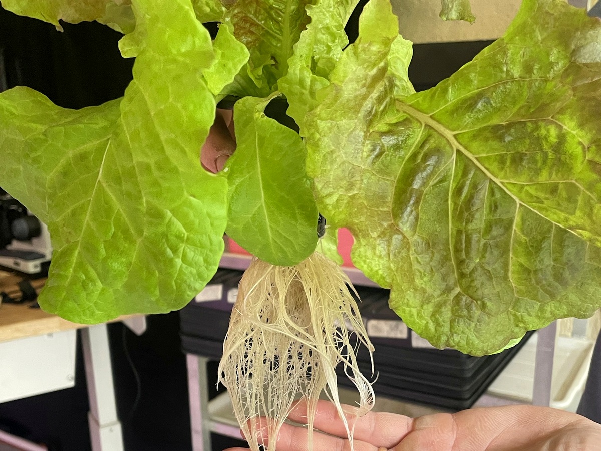 A head of hydroponic lettuce held up with its bare roots hanging, grown in water at North Florida Microgreens in Fort White, Florida