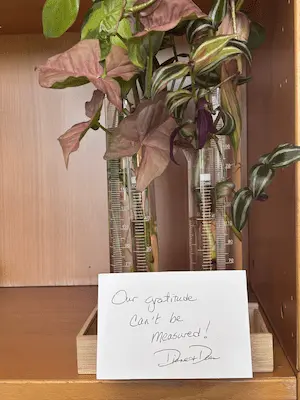 Plant clippings growing in glass graduated cylinders beside a handwritten card that reads, “Our gratitude can’t be measured!” Plant clippings growing in glass graduated cylinders beside a handwritten card that reads, “Our gratitude can’t be measured!”