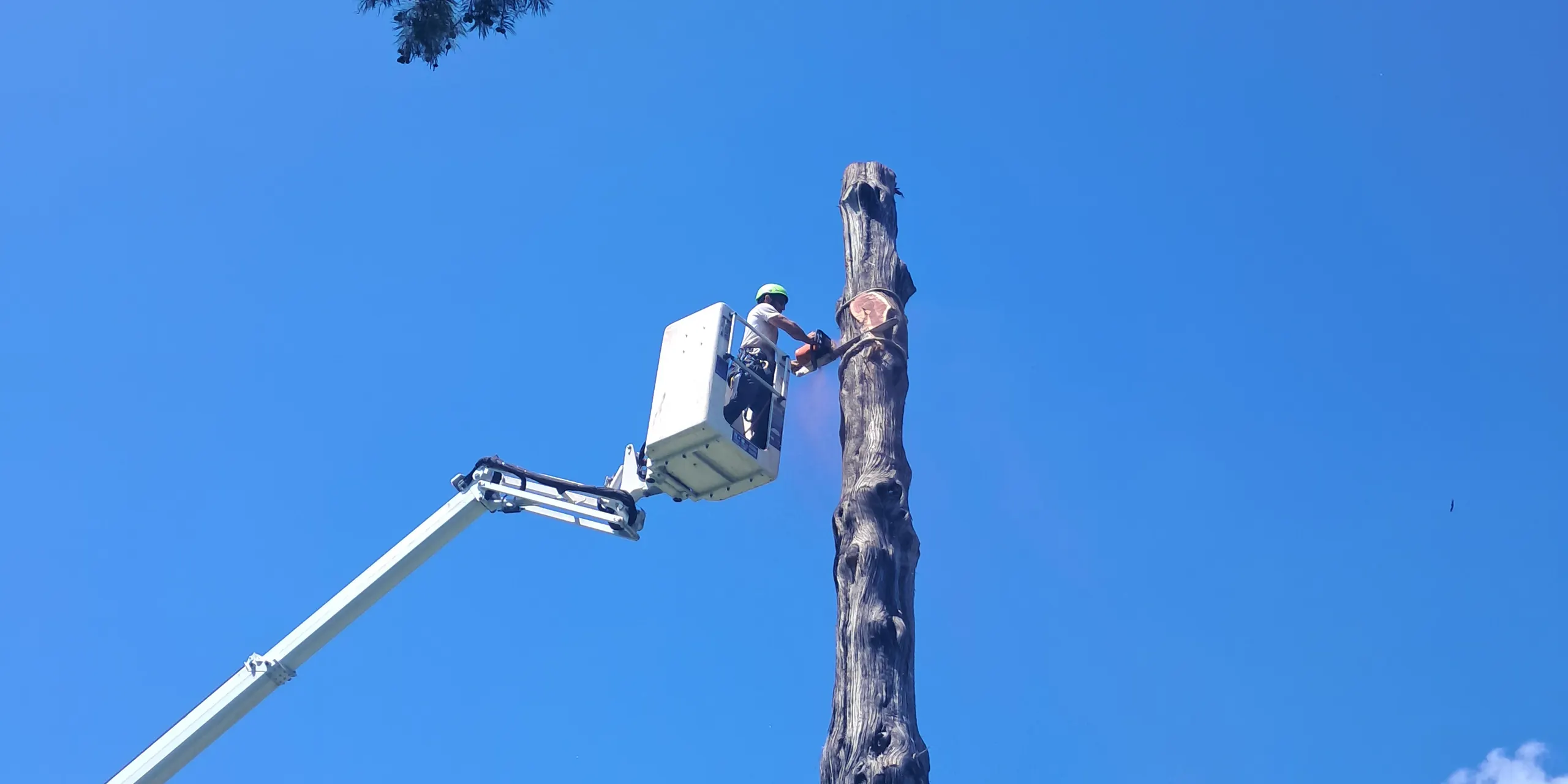An arborist in an aerial lift sectioning a dead spar from the top down against a clear sky.