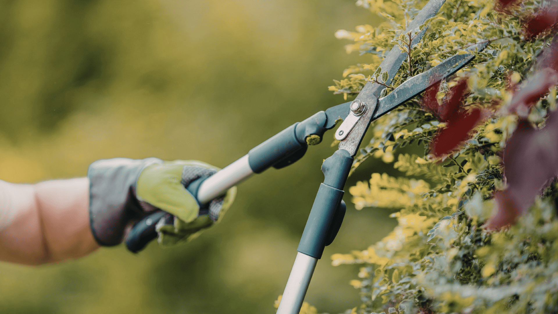 Pruning in Hackettstown
