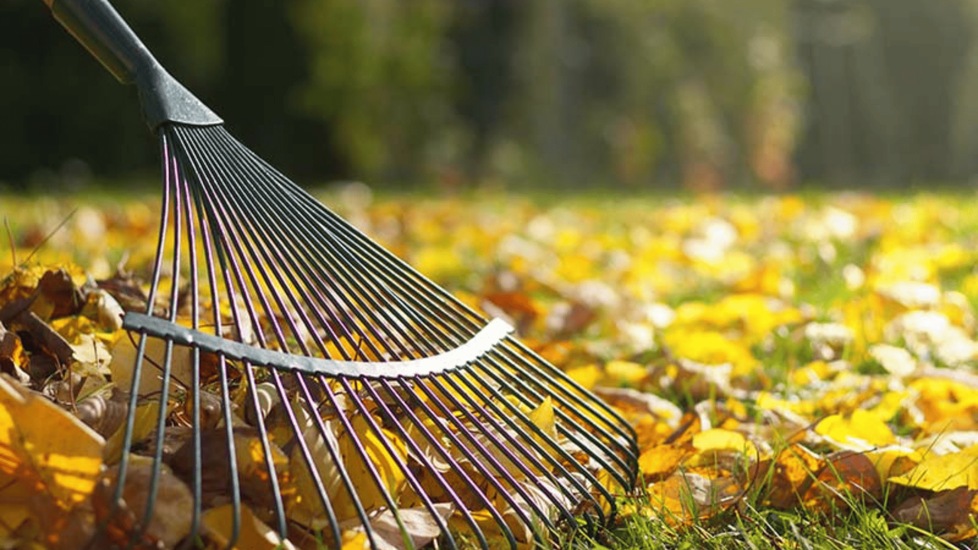 Seasonal Cleanup in Hackettstown