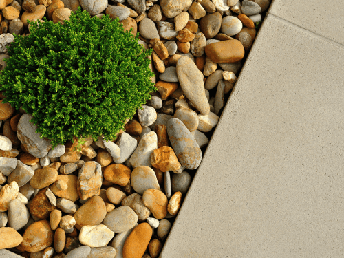 Pruning Hackettstown