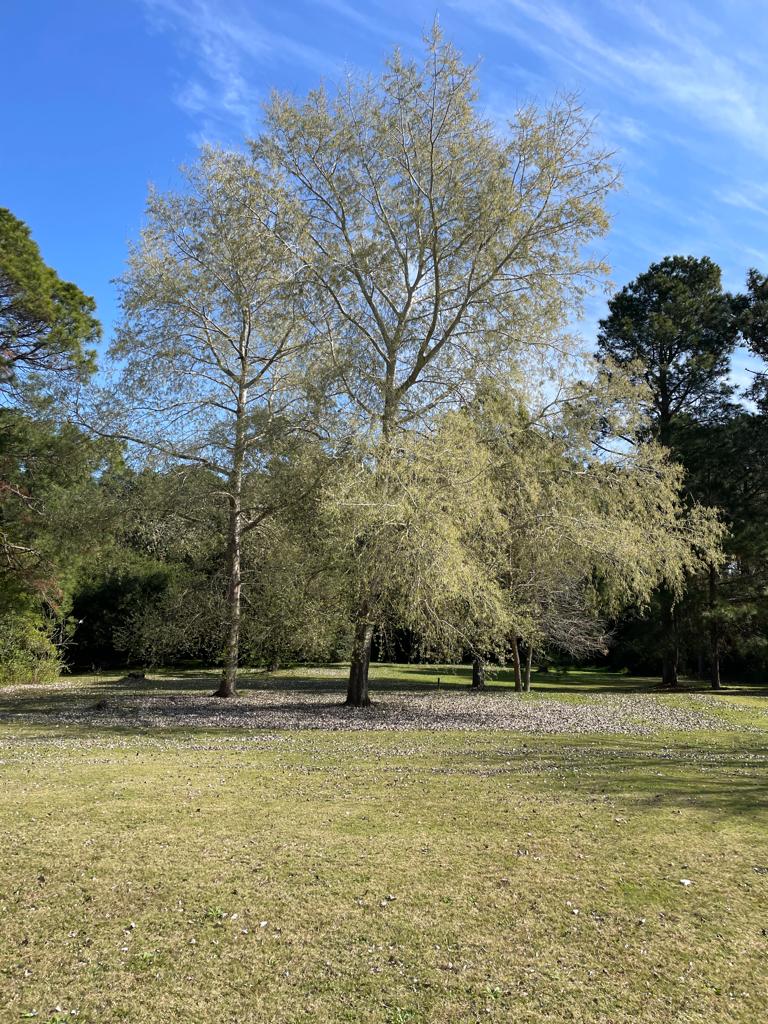 Atardecer en el parque