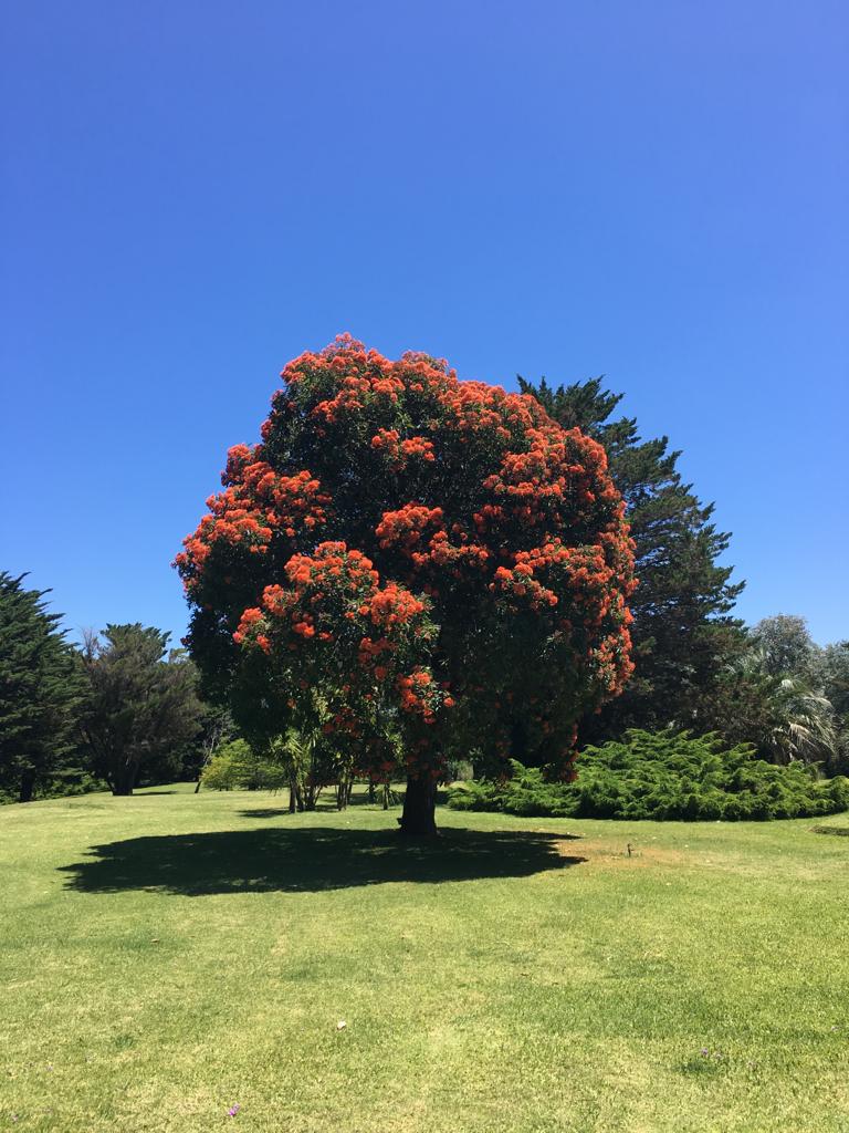 Parque arbóreo centenario
