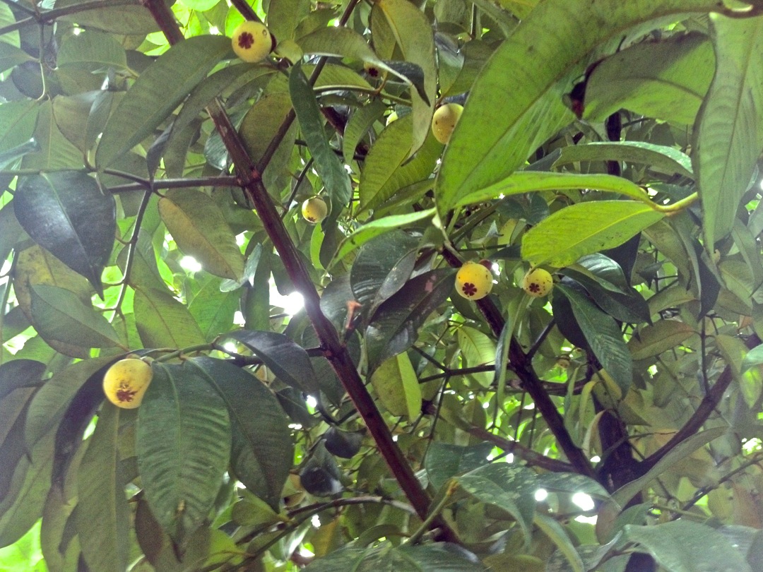 Food Forest