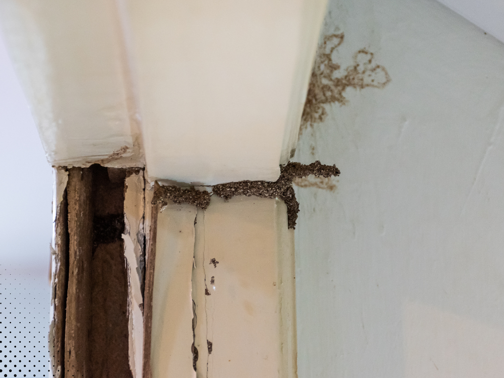 Termite damage on interior wall framing with visible mud tubes along trim and exposed wood, indicating active termite infestation and structural wood deterioration. Termite damage on interior wall framing with visible mud tubes along trim and exposed wood, indicating active termite infestation and structural wood deterioration.