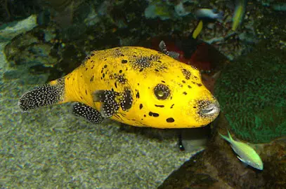 Tropicarium, Budapest