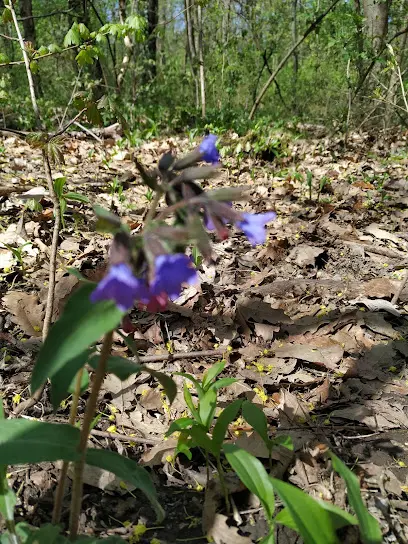 Kamaraerdő, Budaörs