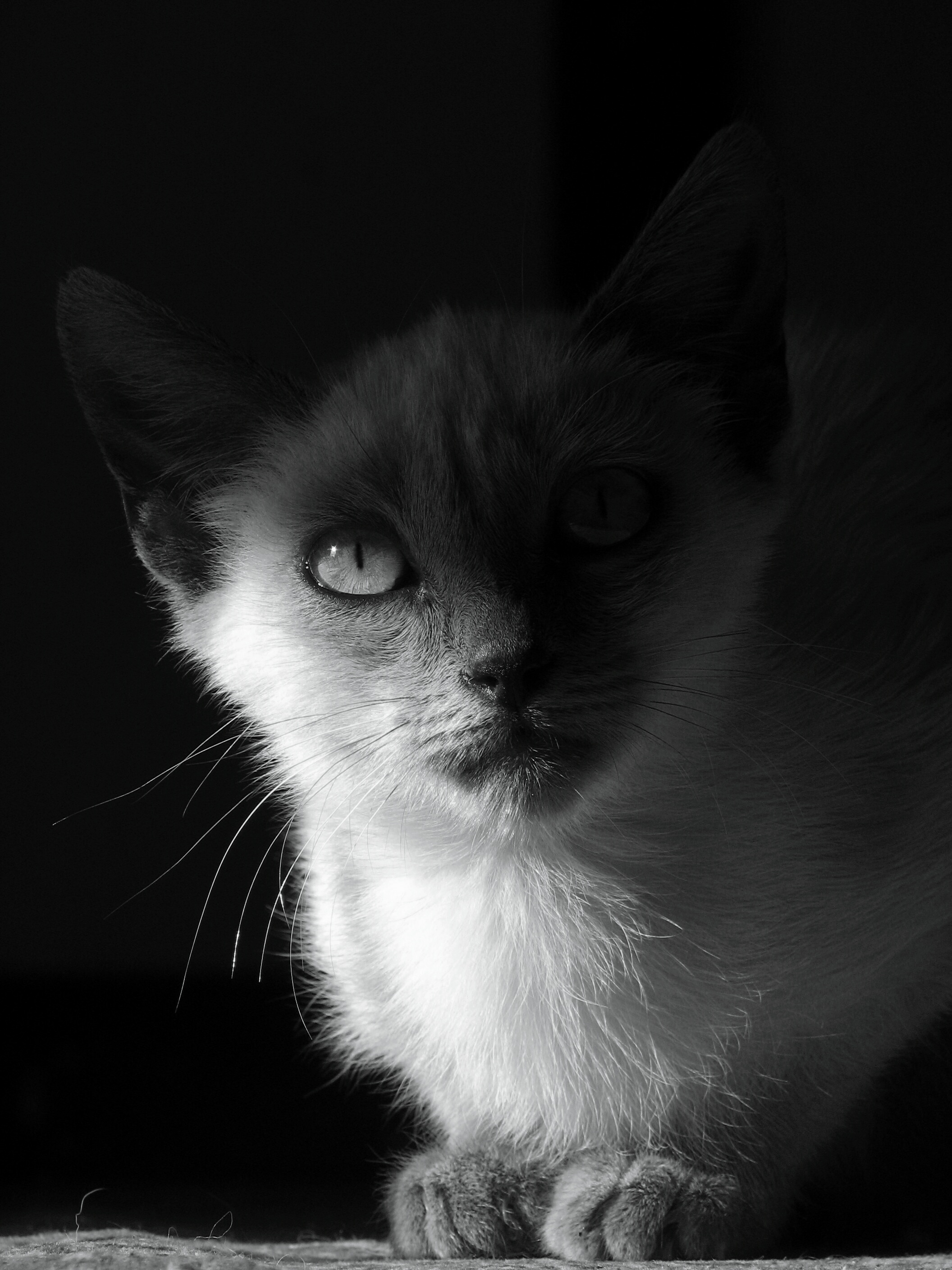 cat photo black and white